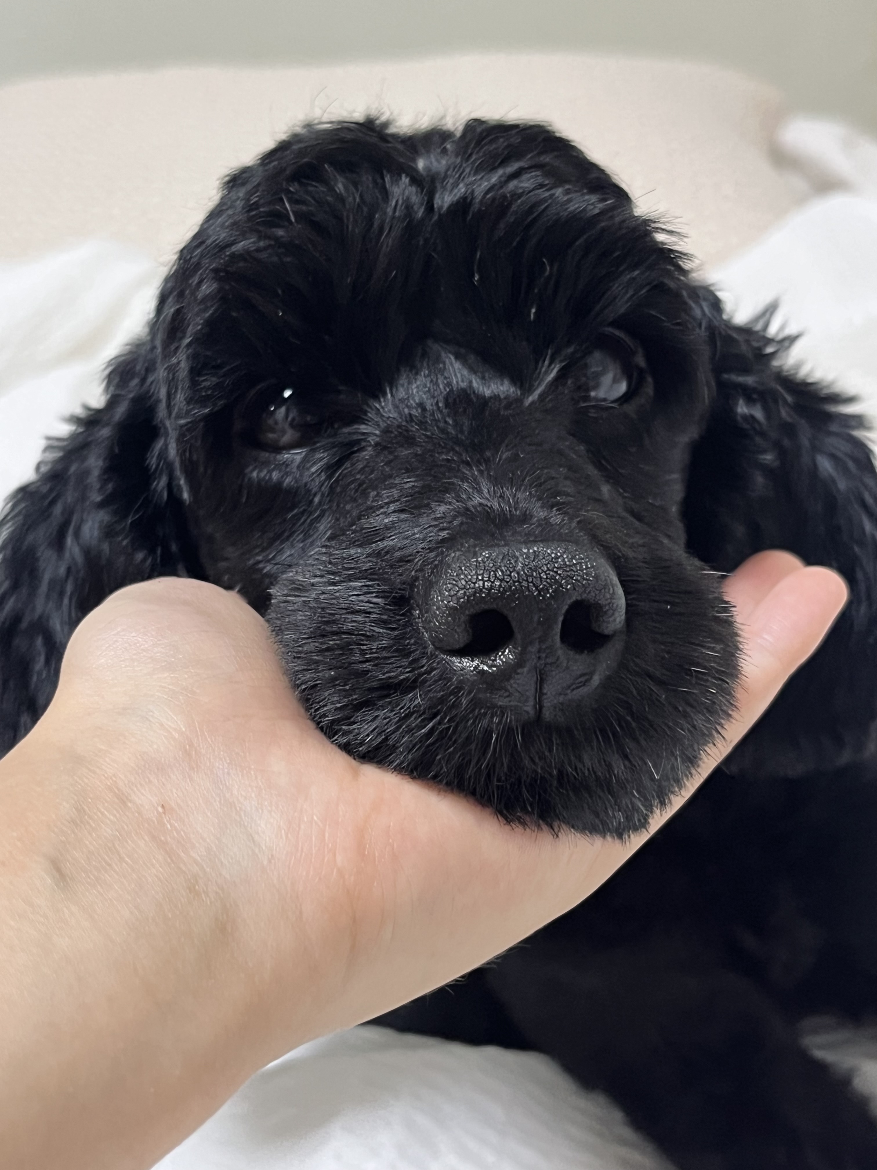 쿠스코 한달차 임보일기