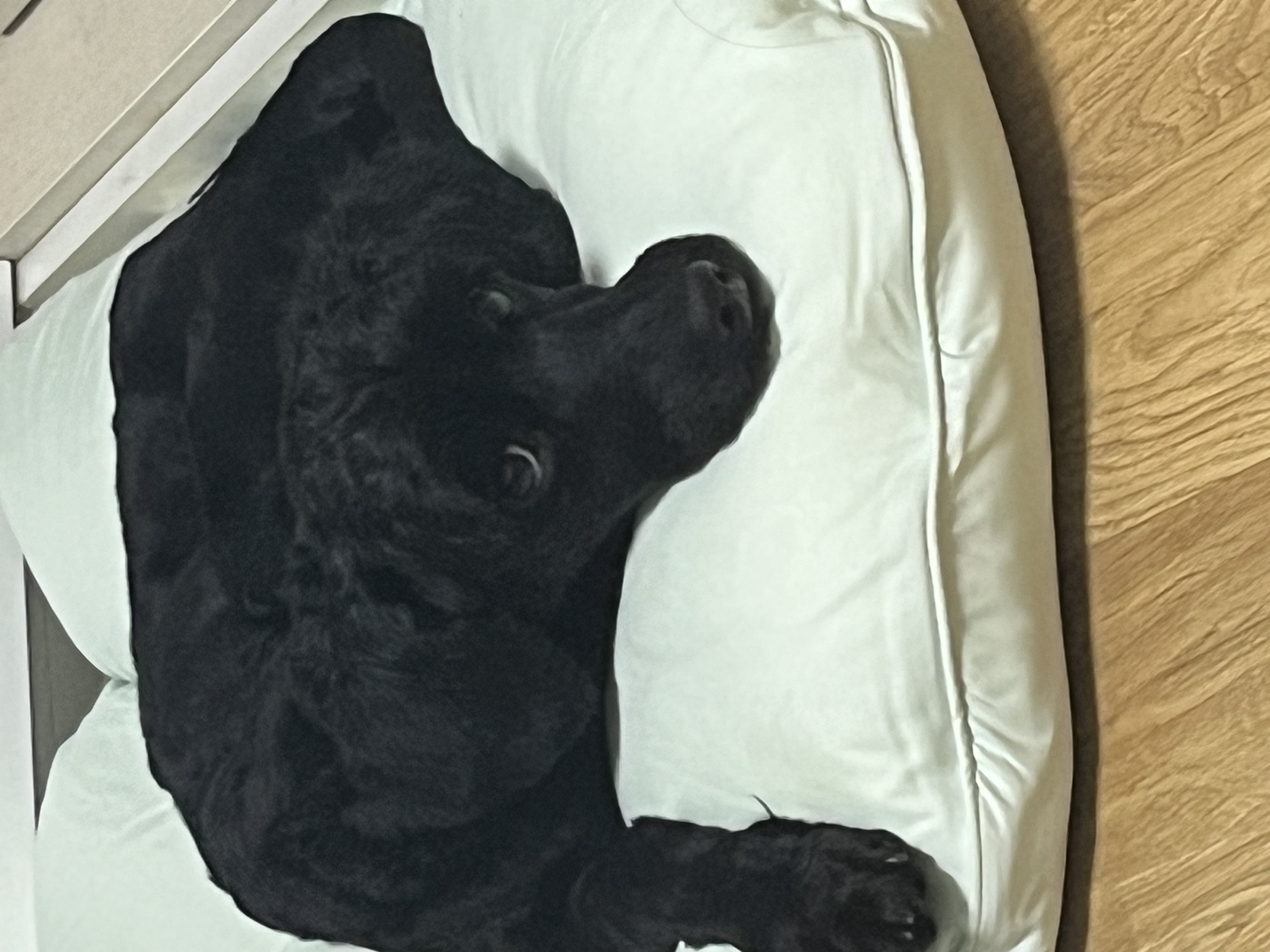 쿠스코 한달차 임보일기