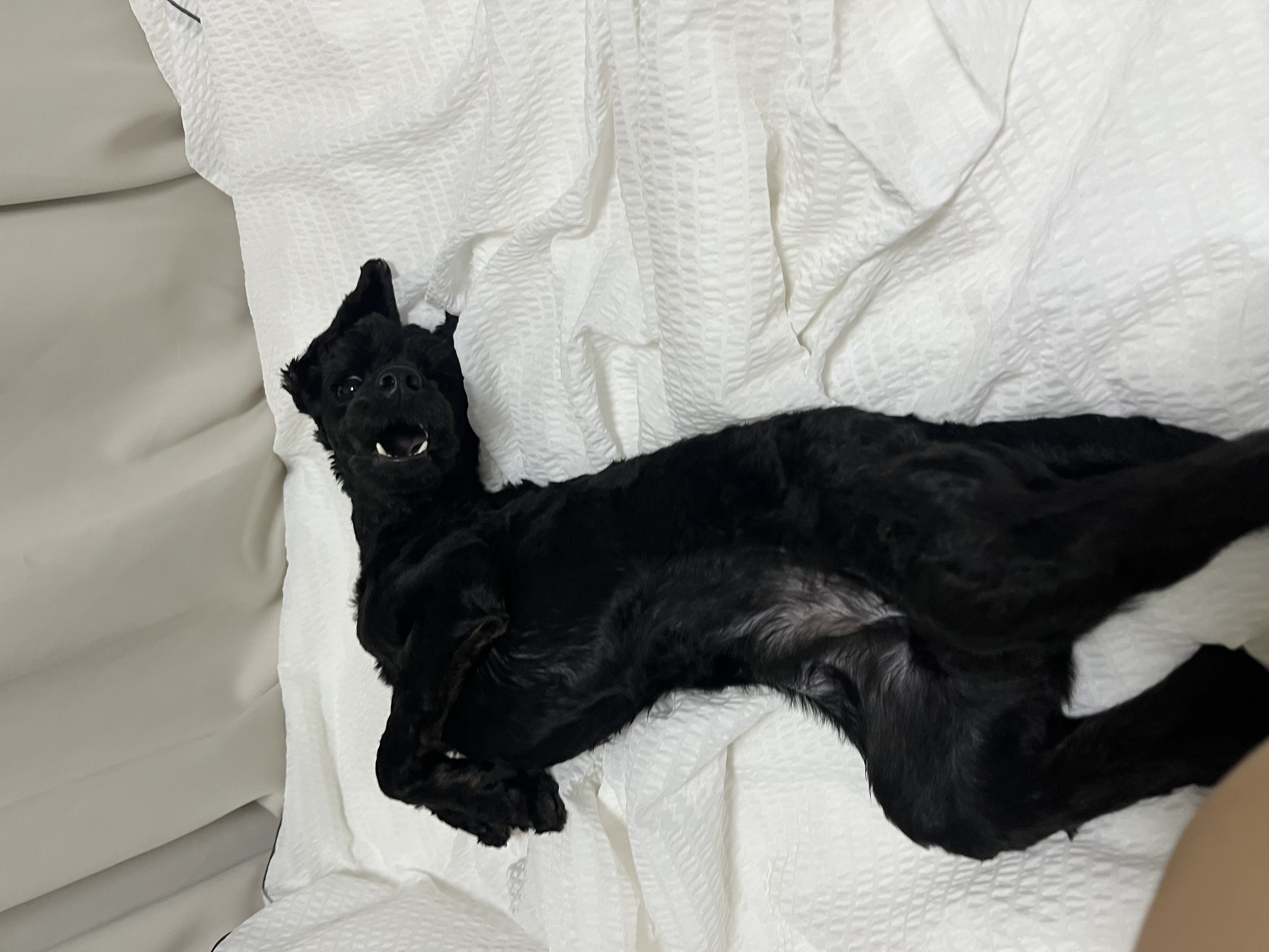 쿠스코 한달차 임보일기