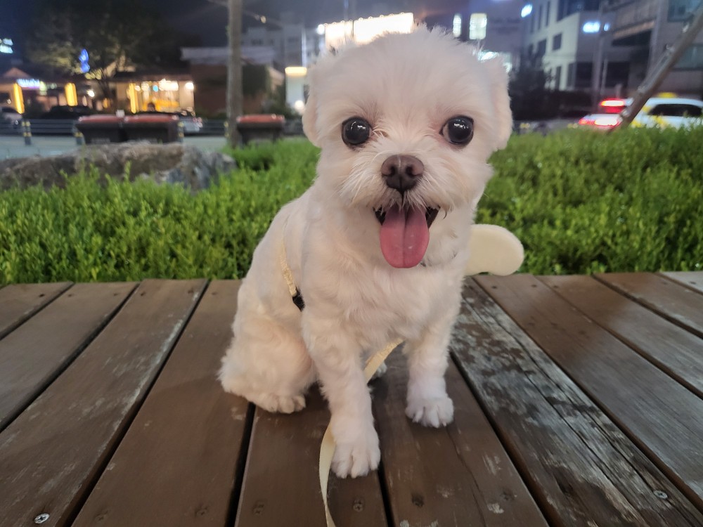 복담이(구 쁘니) 4개월차