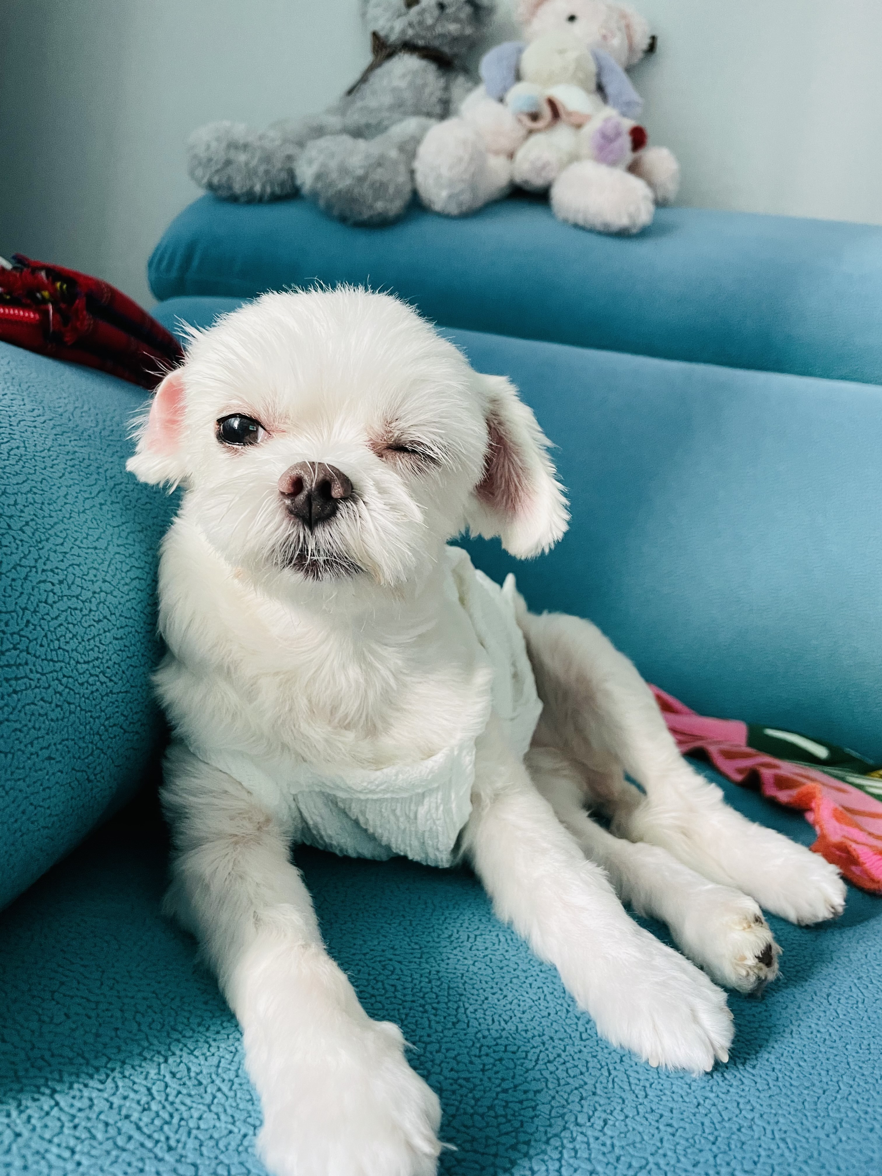 복담이(구 쁘니) 4개월차