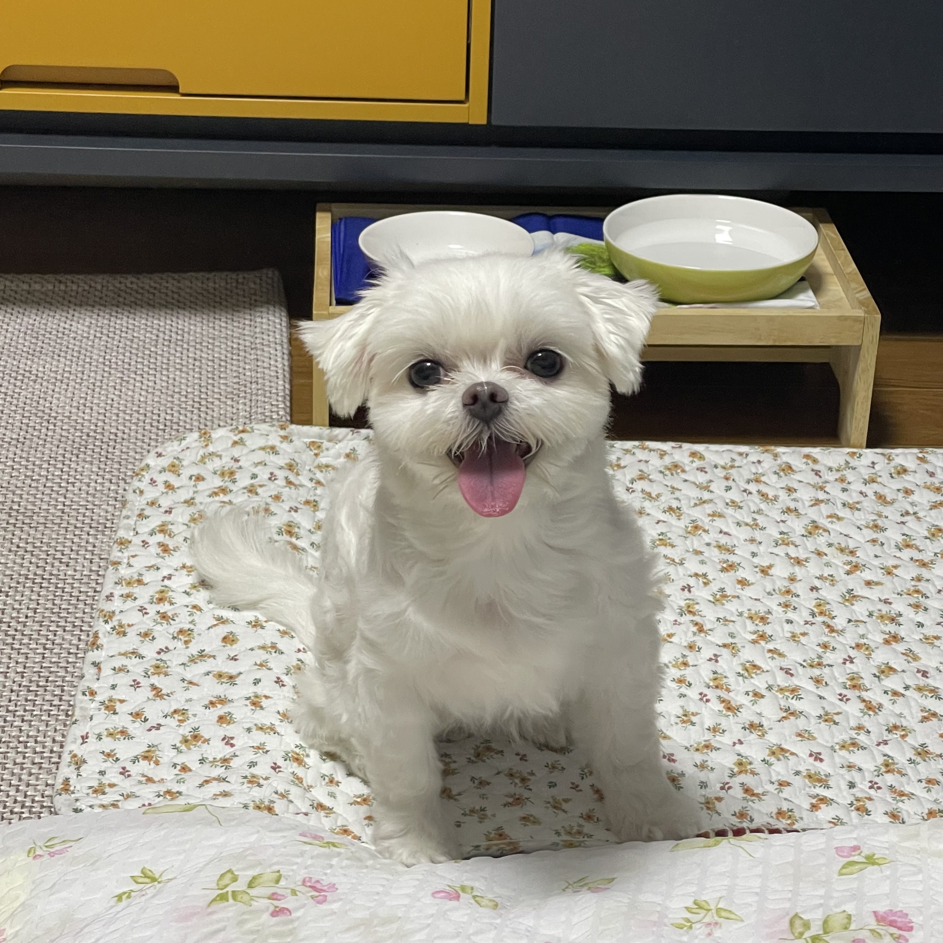 복담이(구 쁘니) 4개월차