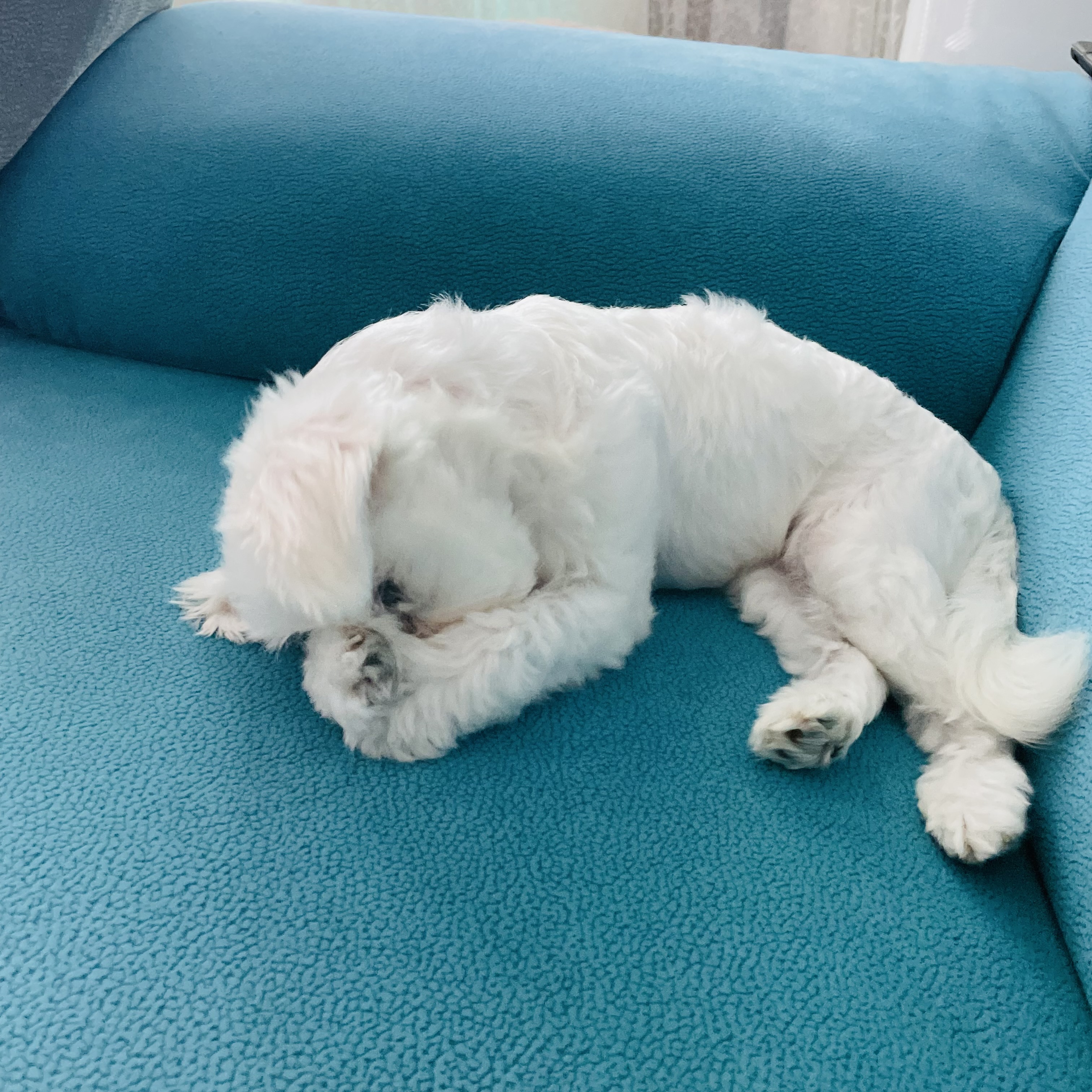 복담이(구 쁘니) 4개월차