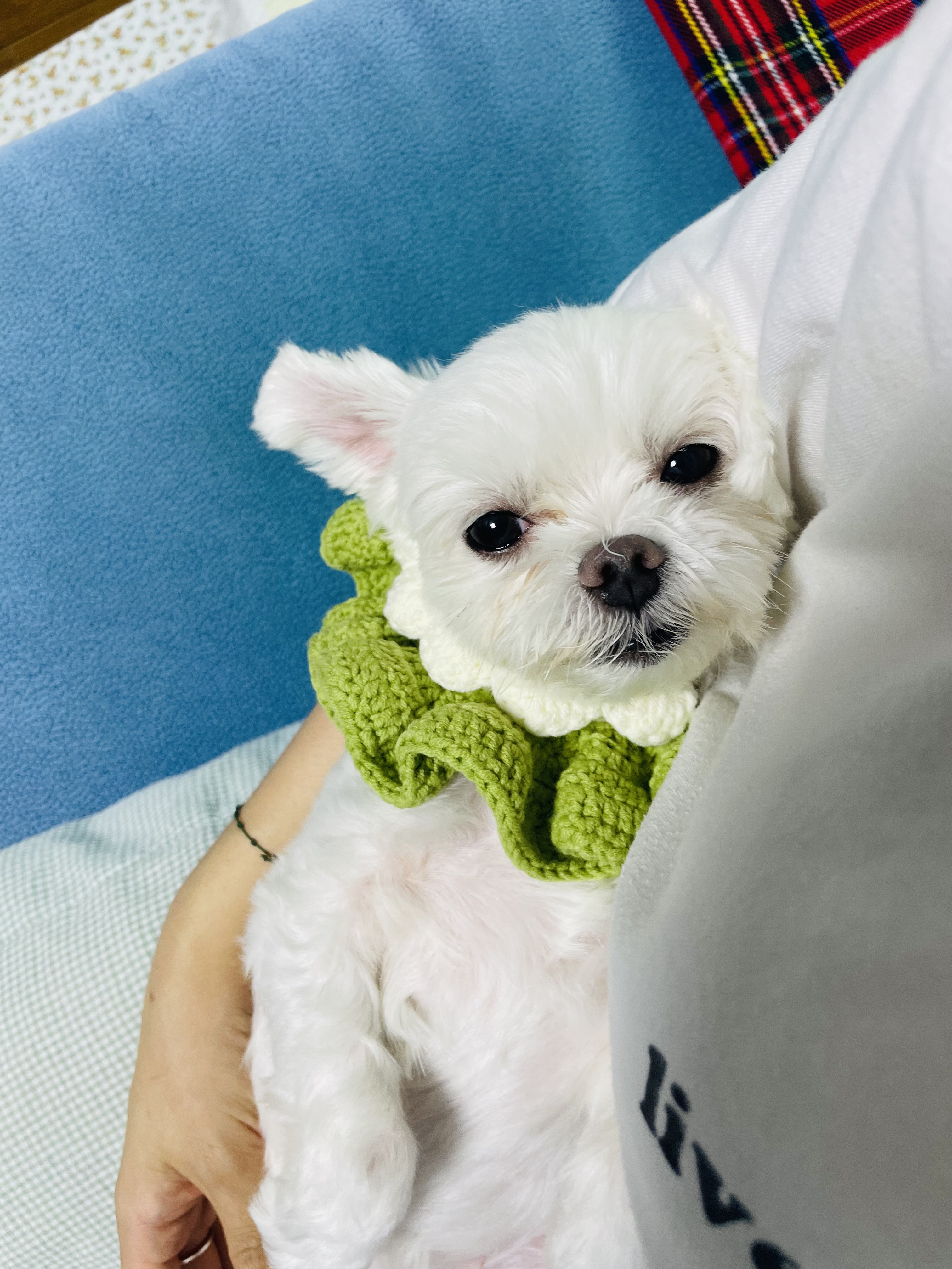복담이(구 쁘니) 4개월차