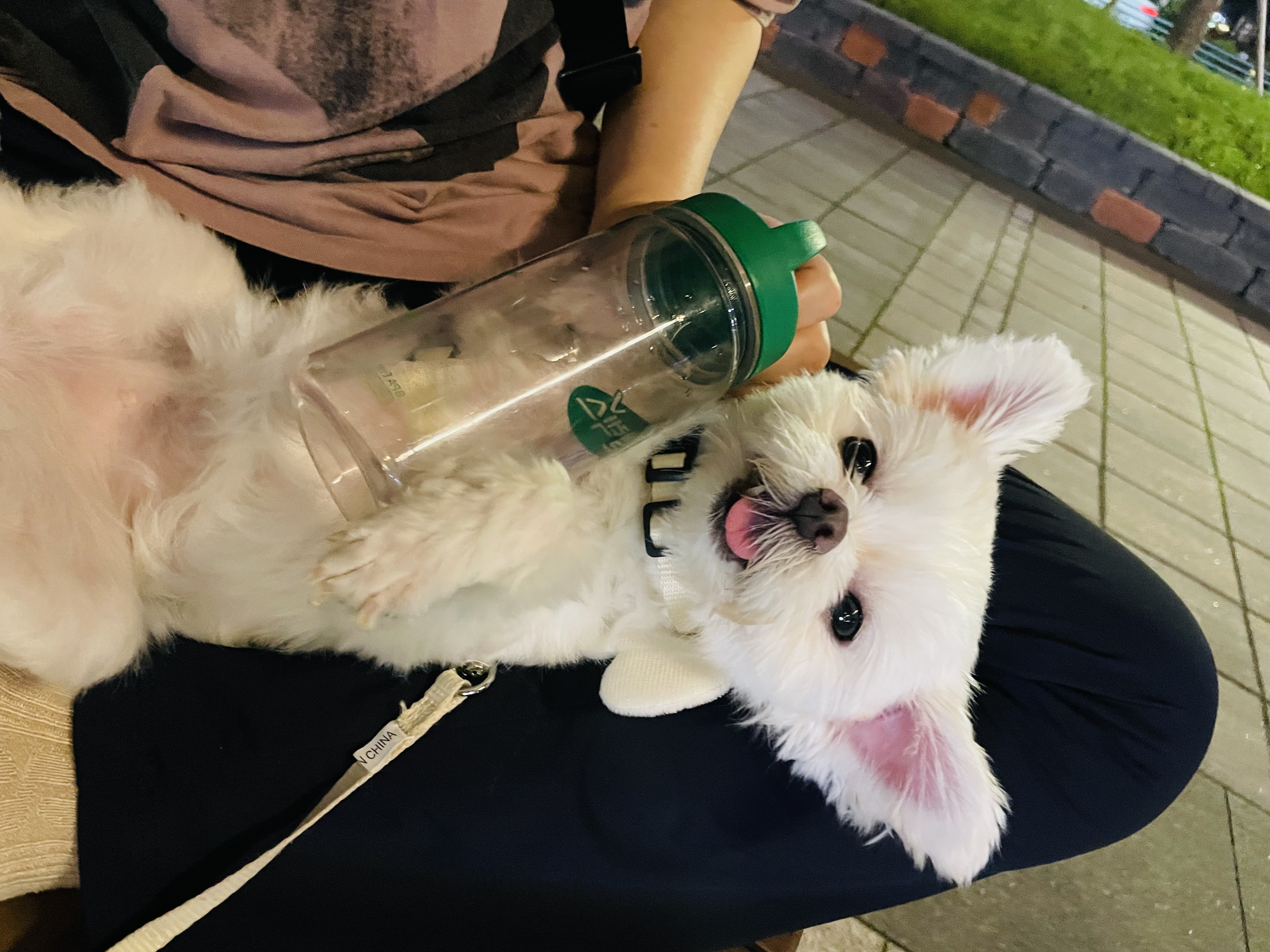 복담이(구 쁘니) 4개월차