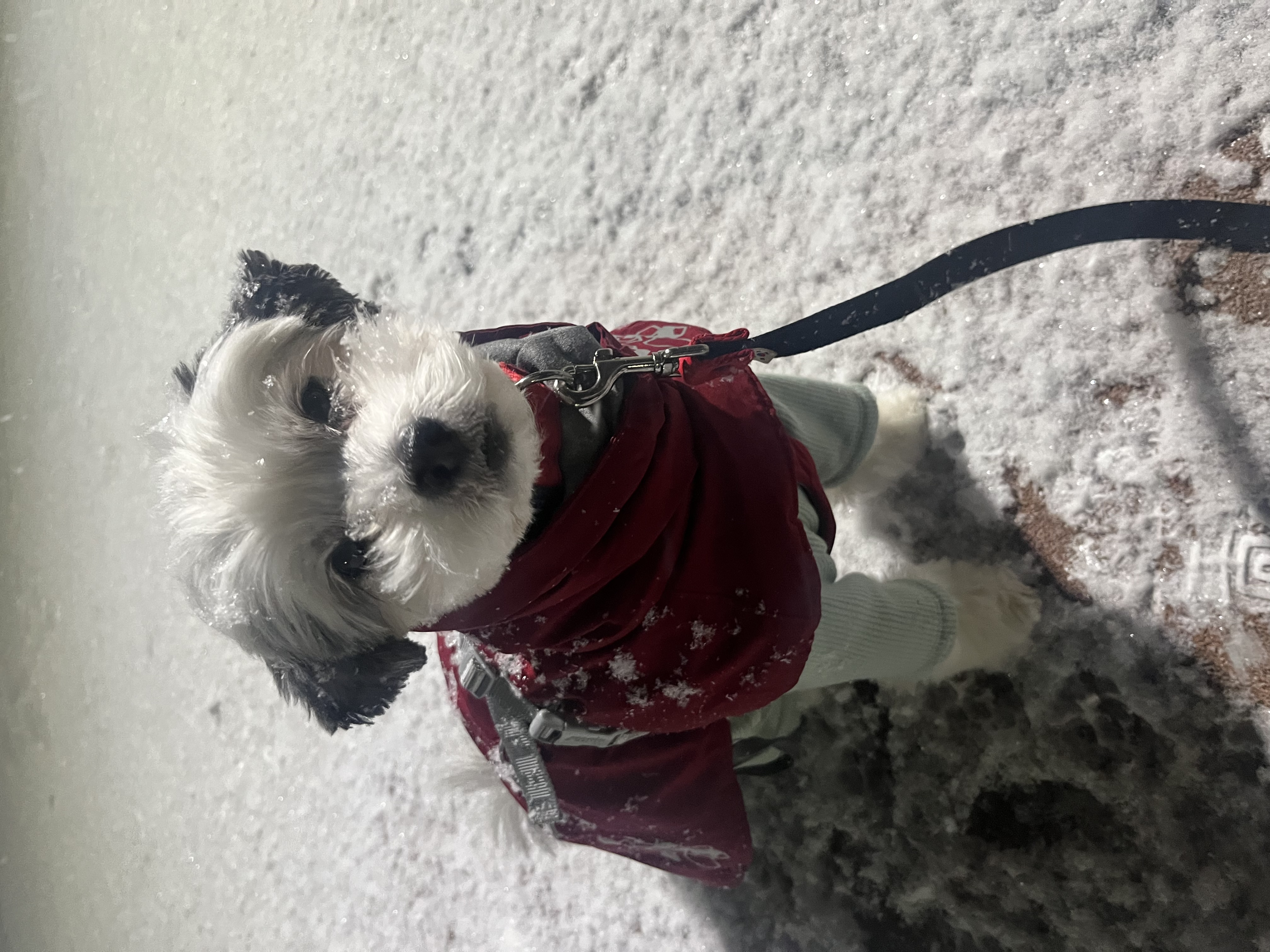 밀리(구 비뭉이) 입양 2주년 후기