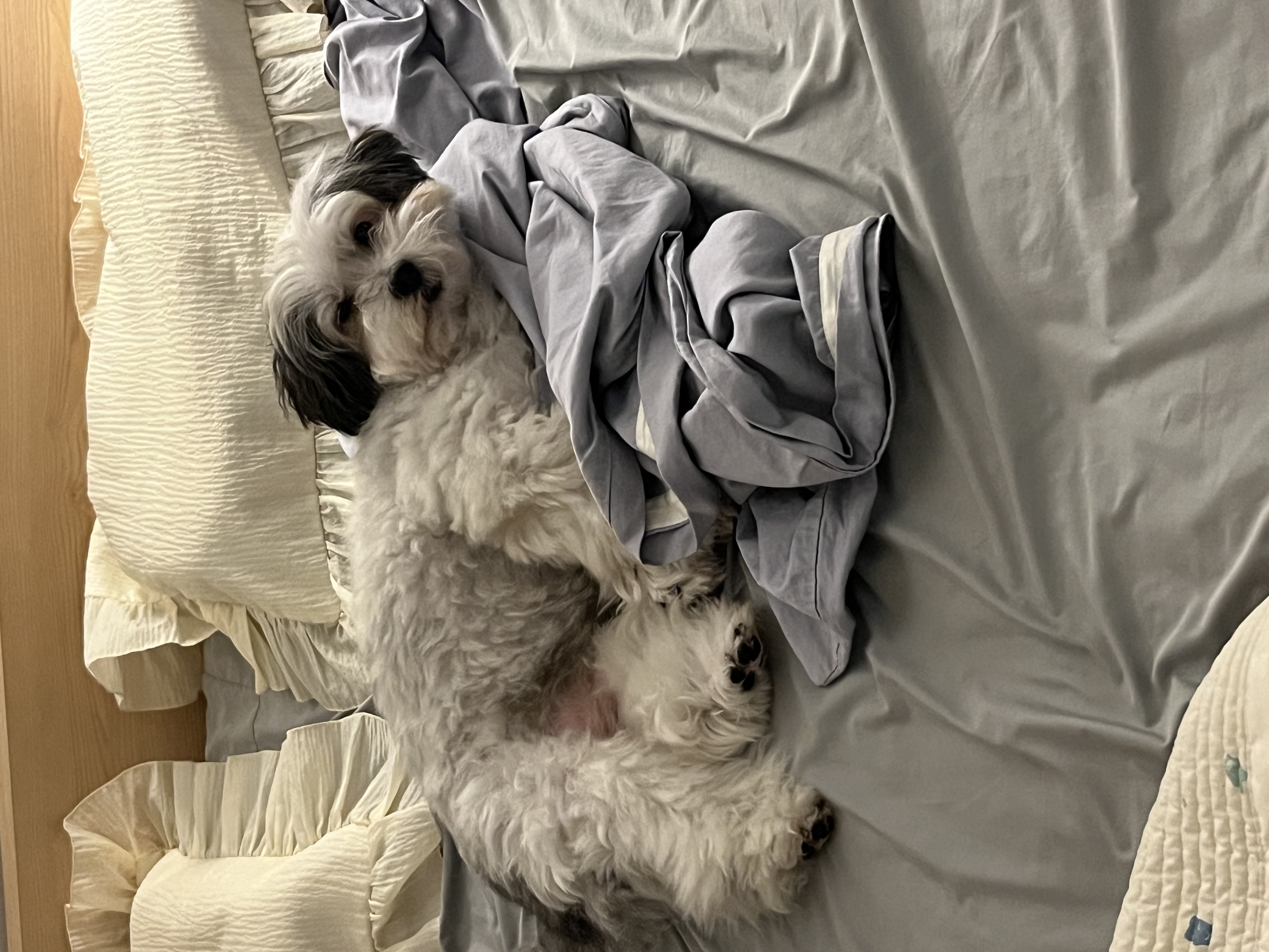 밀리(구 비뭉이) 입양 2주년 후기