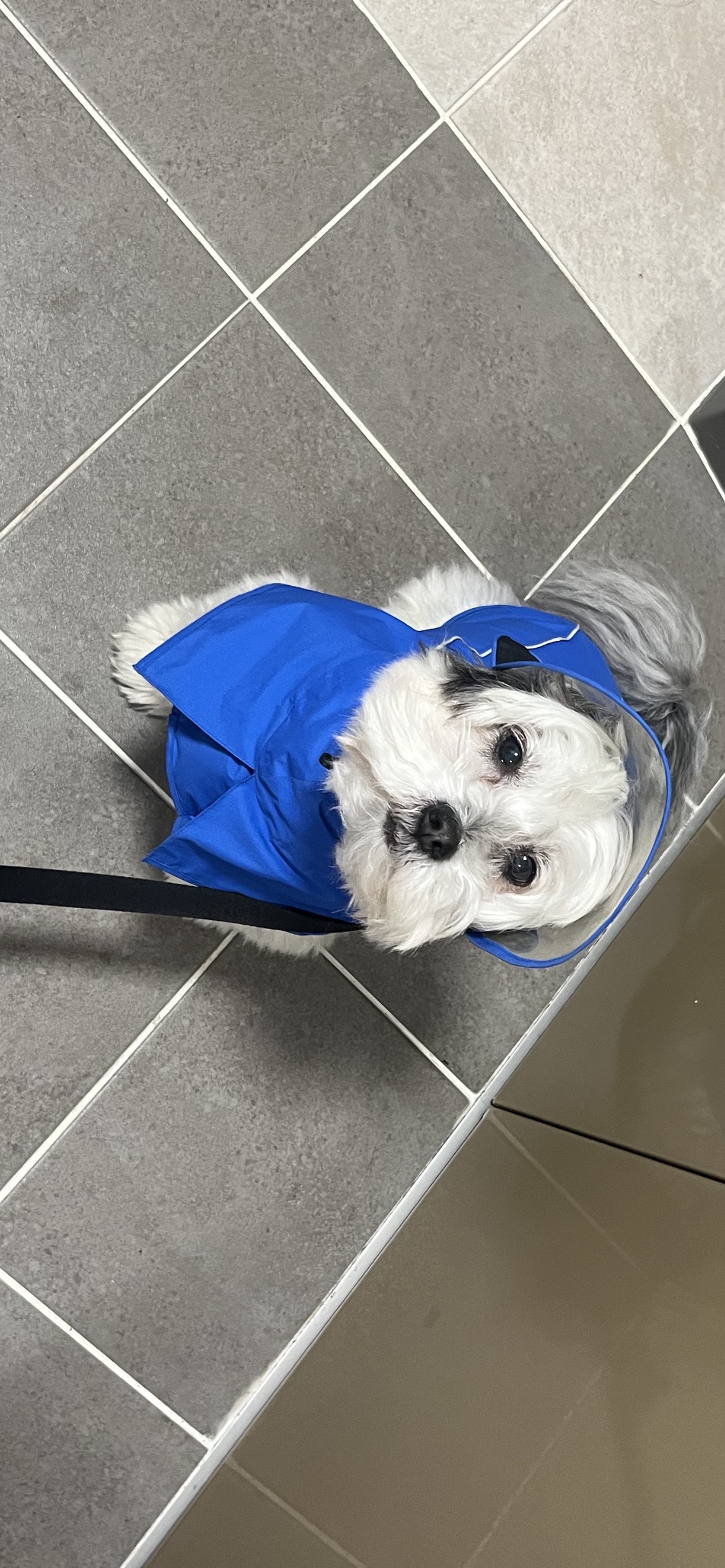 밀리(구 비뭉이) 입양 2주년 후기