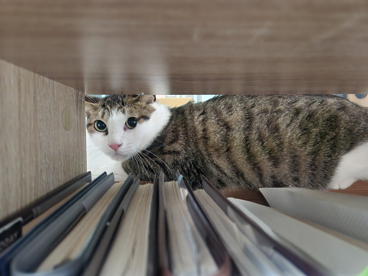 둘째 하모 5일근황!!