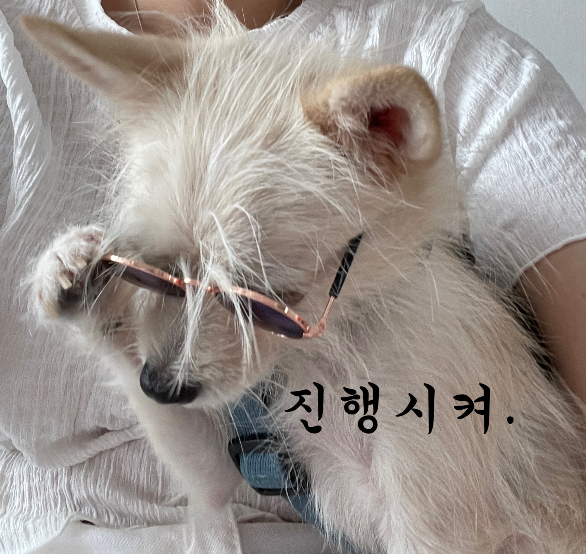 포초딩 포쪽이 포요 임시보호 3개월🤍