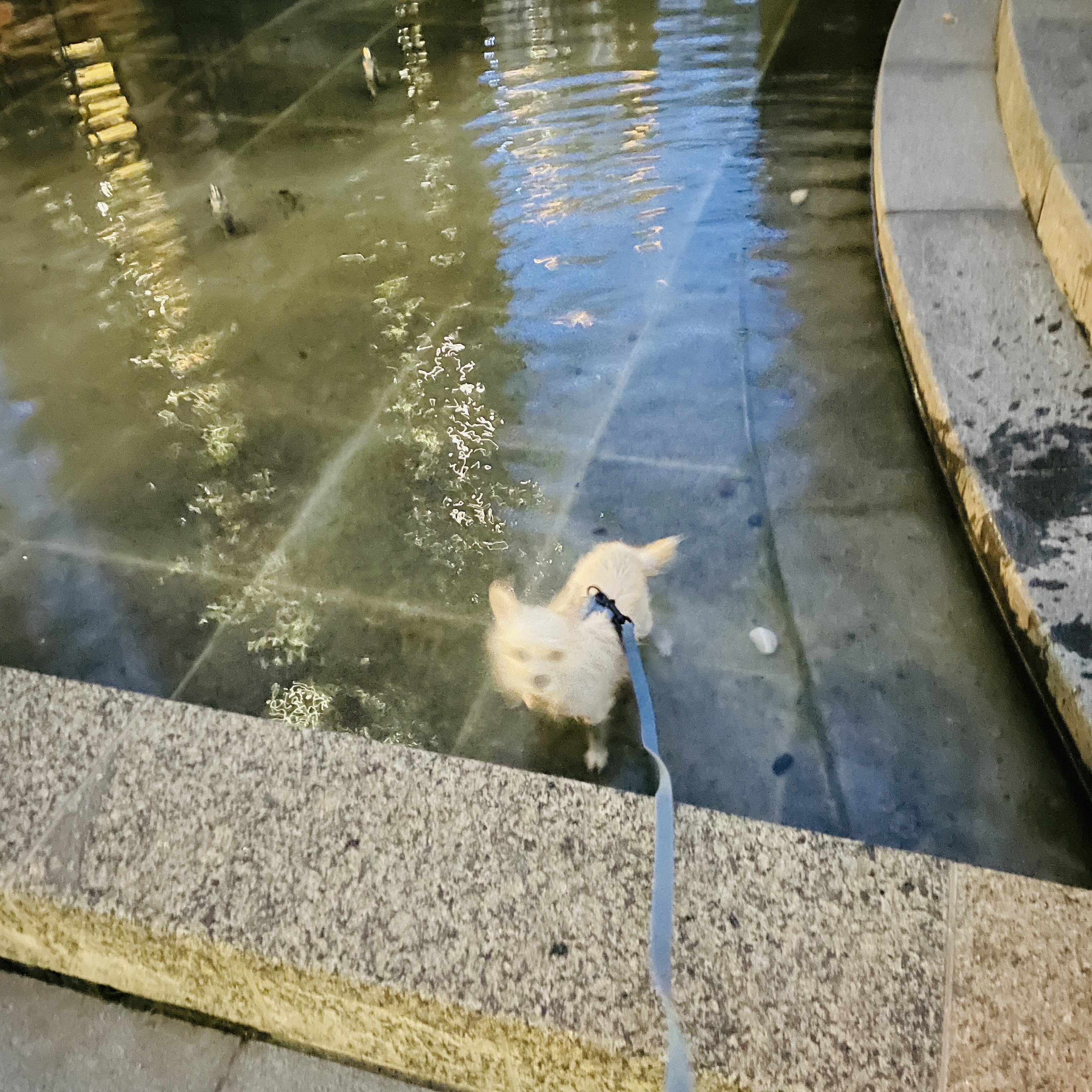 포초딩 포쪽이 포요 임시보호 3개월🤍