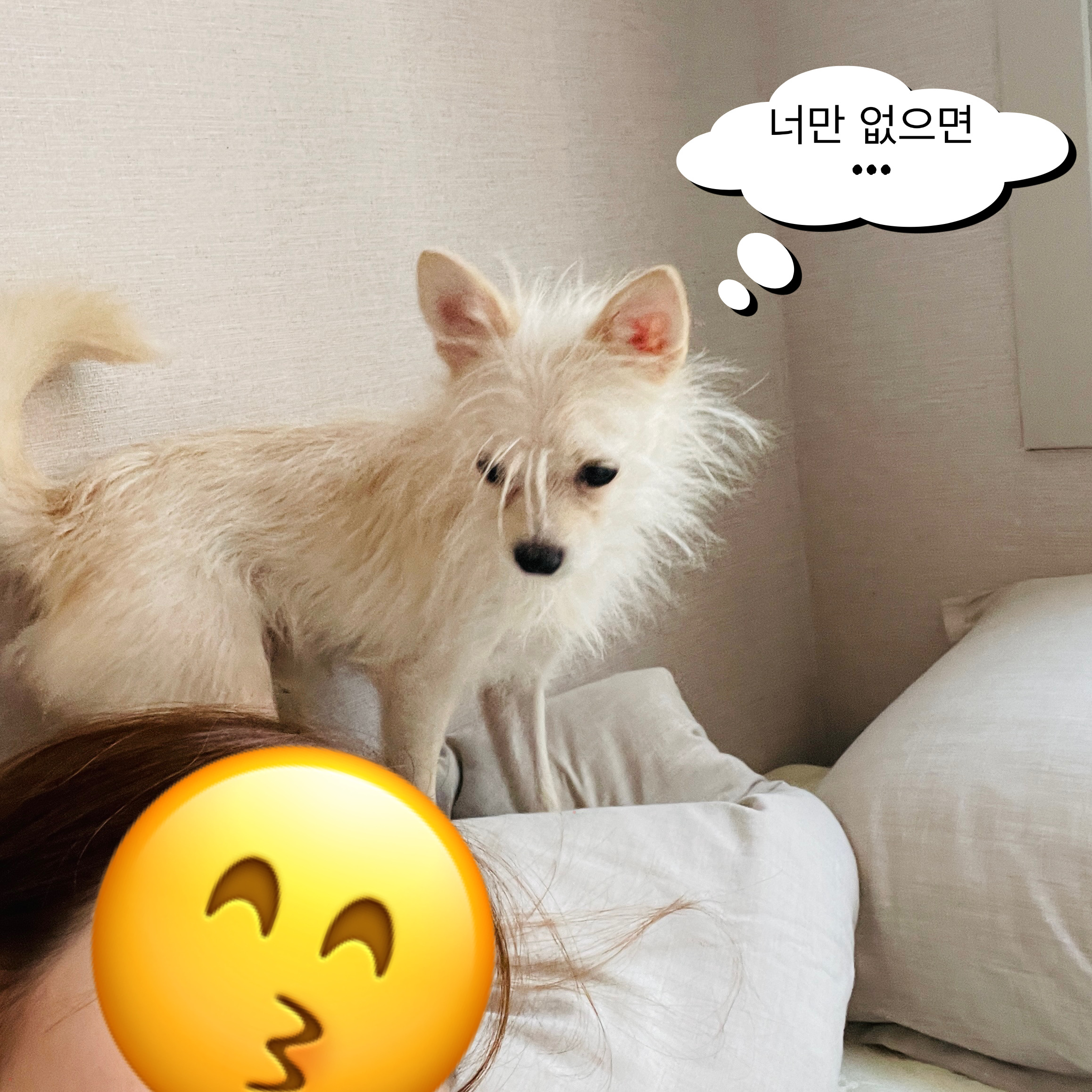 포초딩 포쪽이 포요 임시보호 3개월🤍