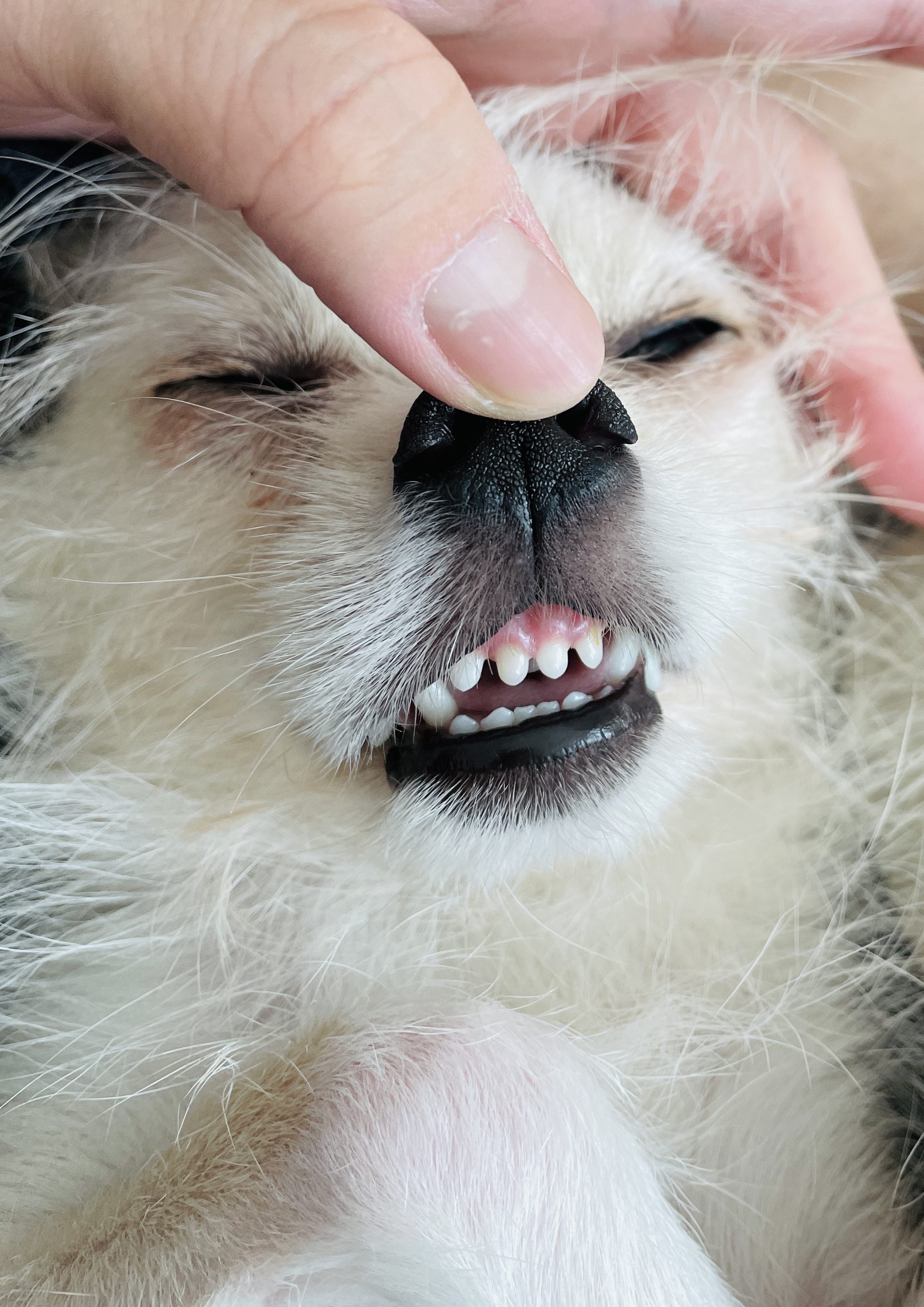 포초딩 포쪽이 포요 임시보호 3개월🤍