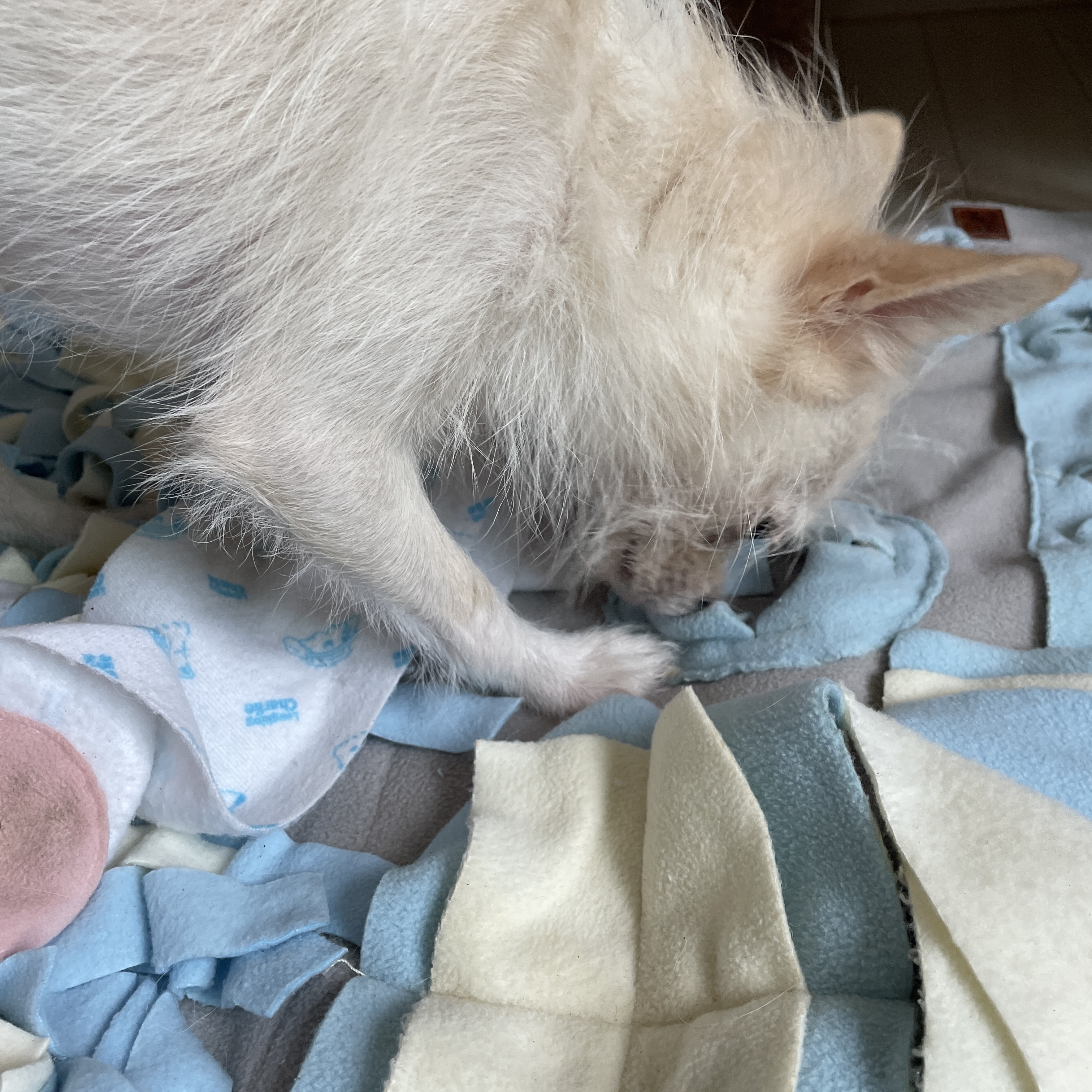 포초딩 포쪽이 포요 임시보호 3개월🤍