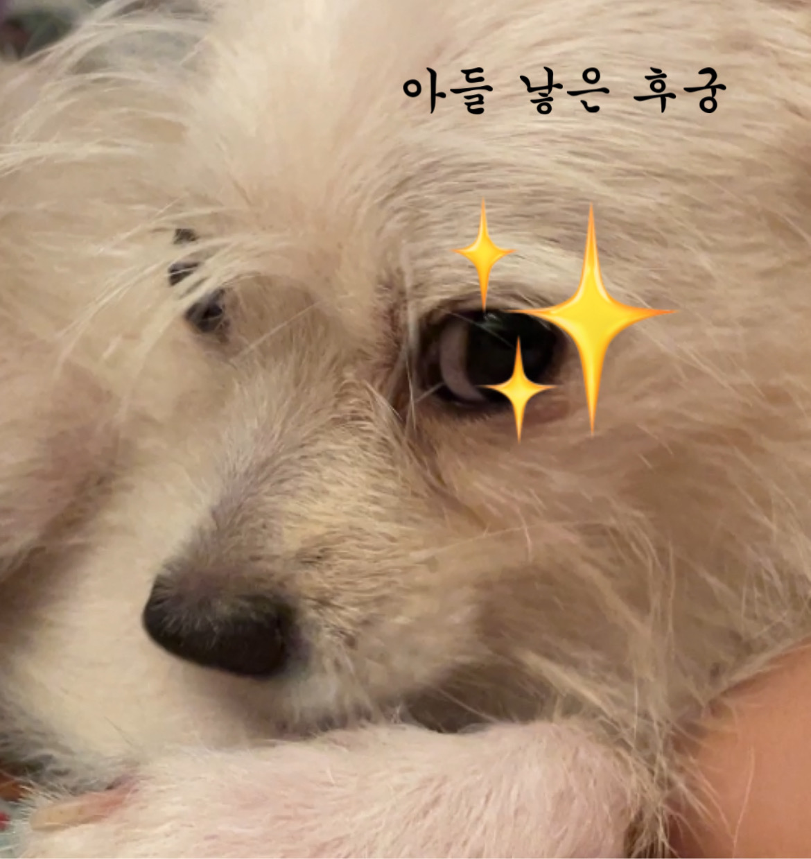 포초딩 포쪽이 포요 임시보호 3개월🤍