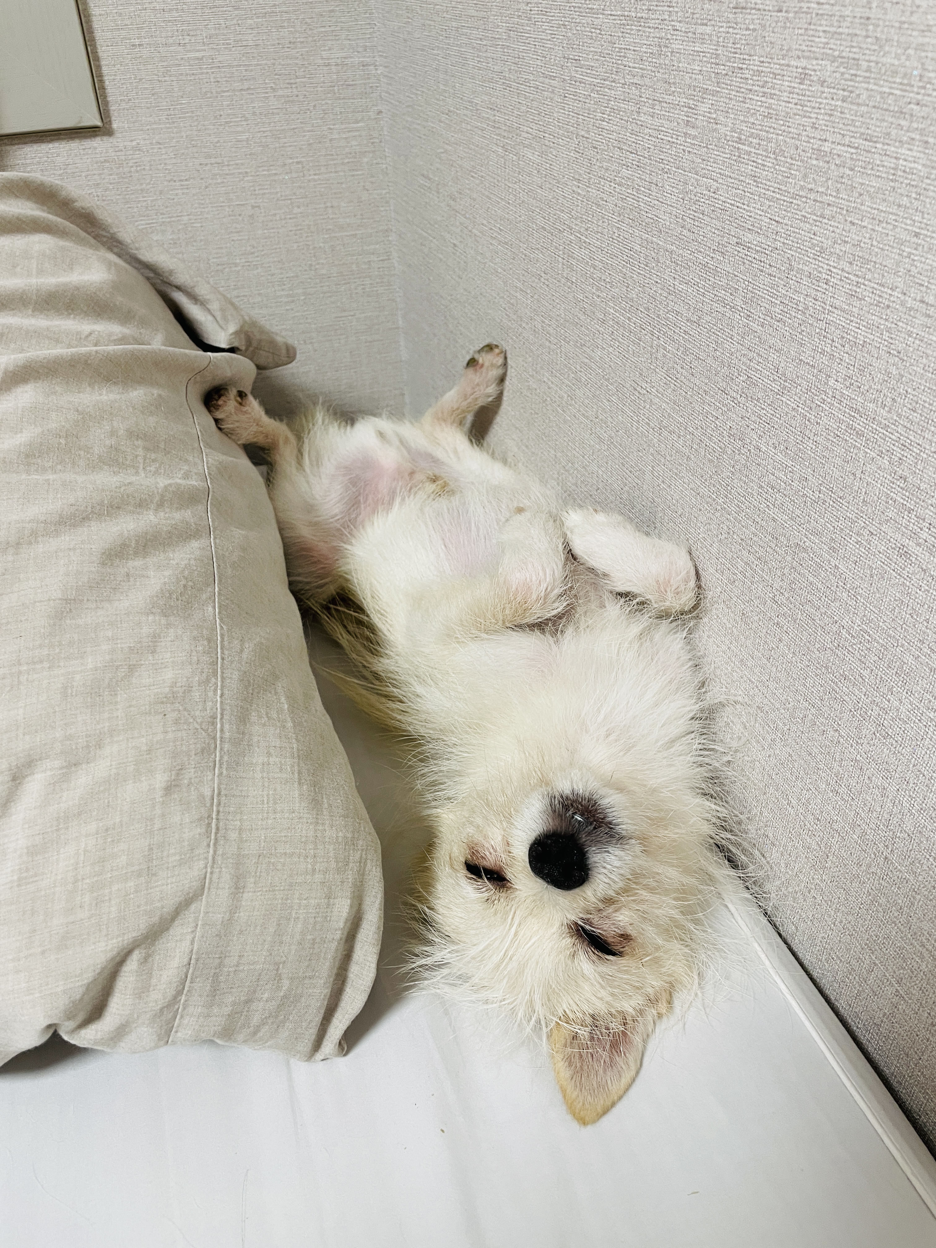 포초딩 포쪽이 포요 임시보호 3개월🤍