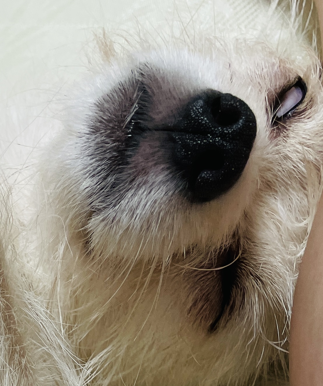 포초딩 포쪽이 포요 임시보호 3개월🤍