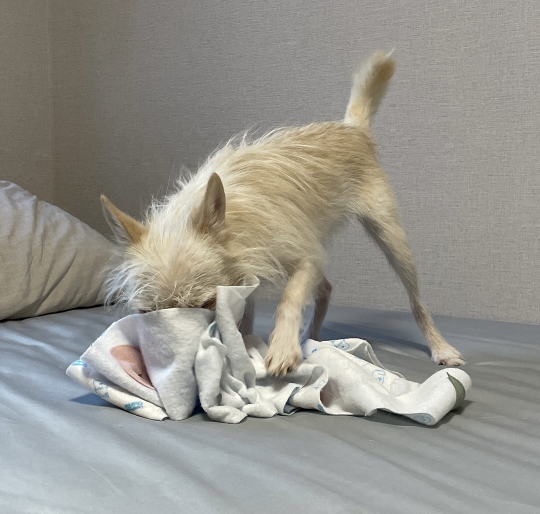 포초딩 포쪽이 포요 임시보호 3개월🤍