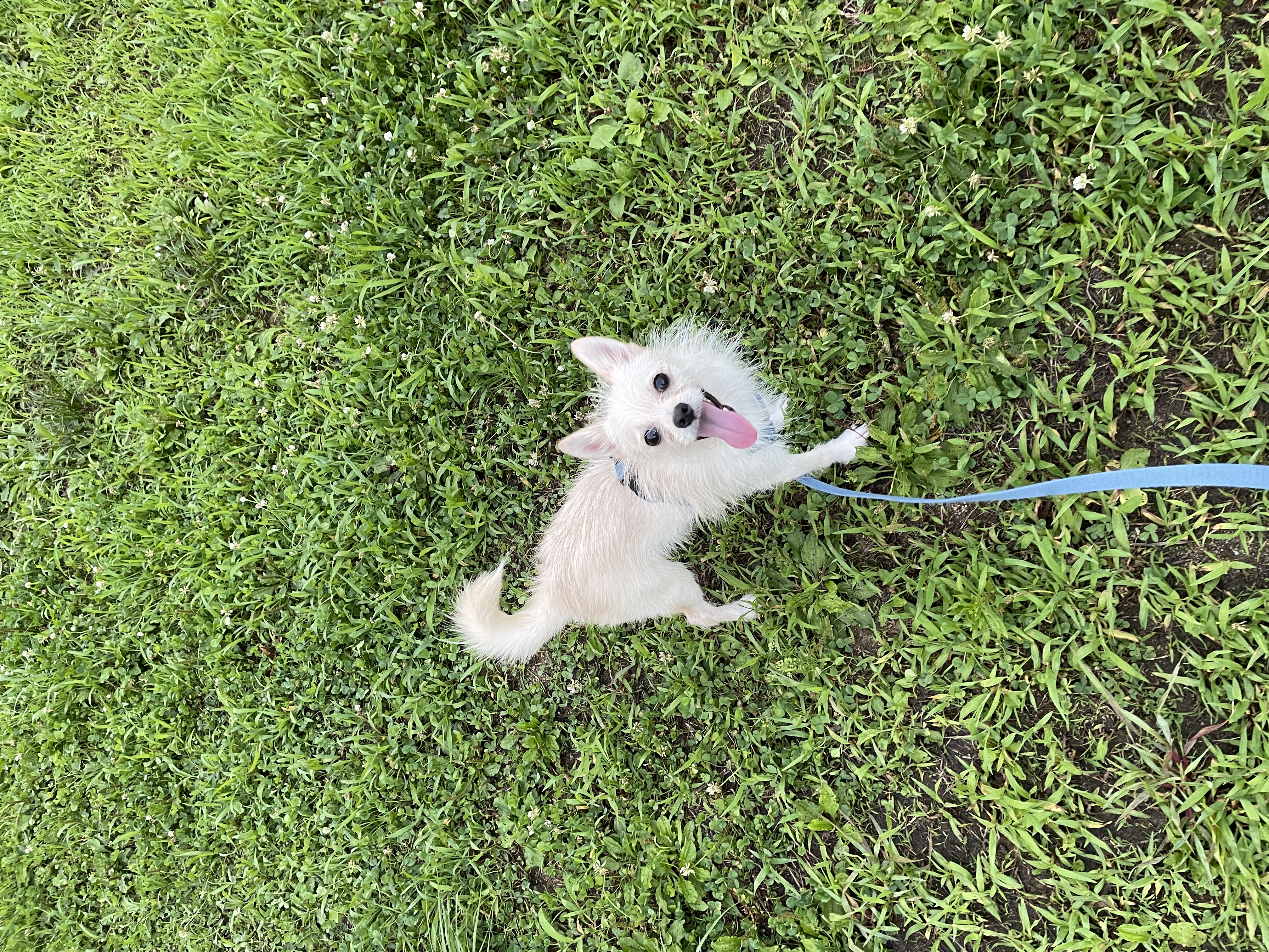 포초딩 포쪽이 포요 임시보호 3개월🤍