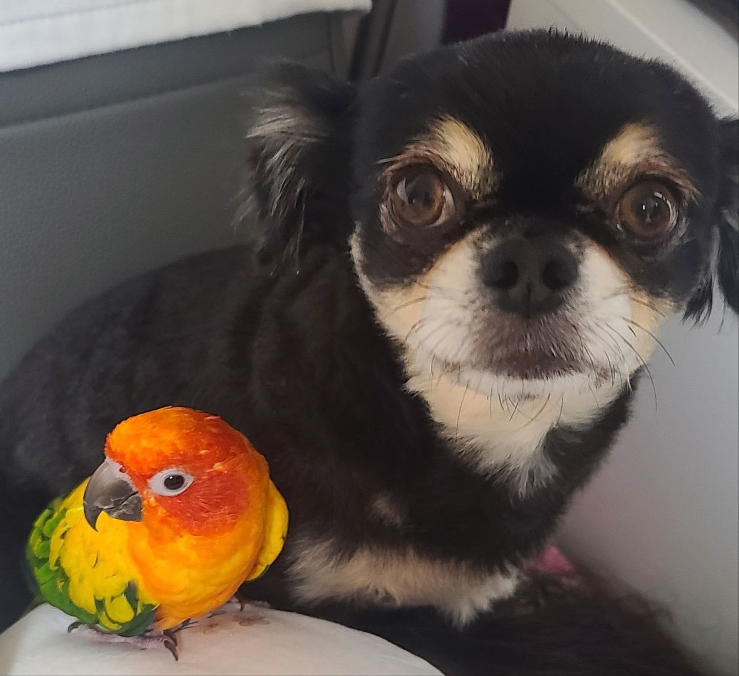 칸쵸(평택구조견) 건강하게 잘 있답니다~~