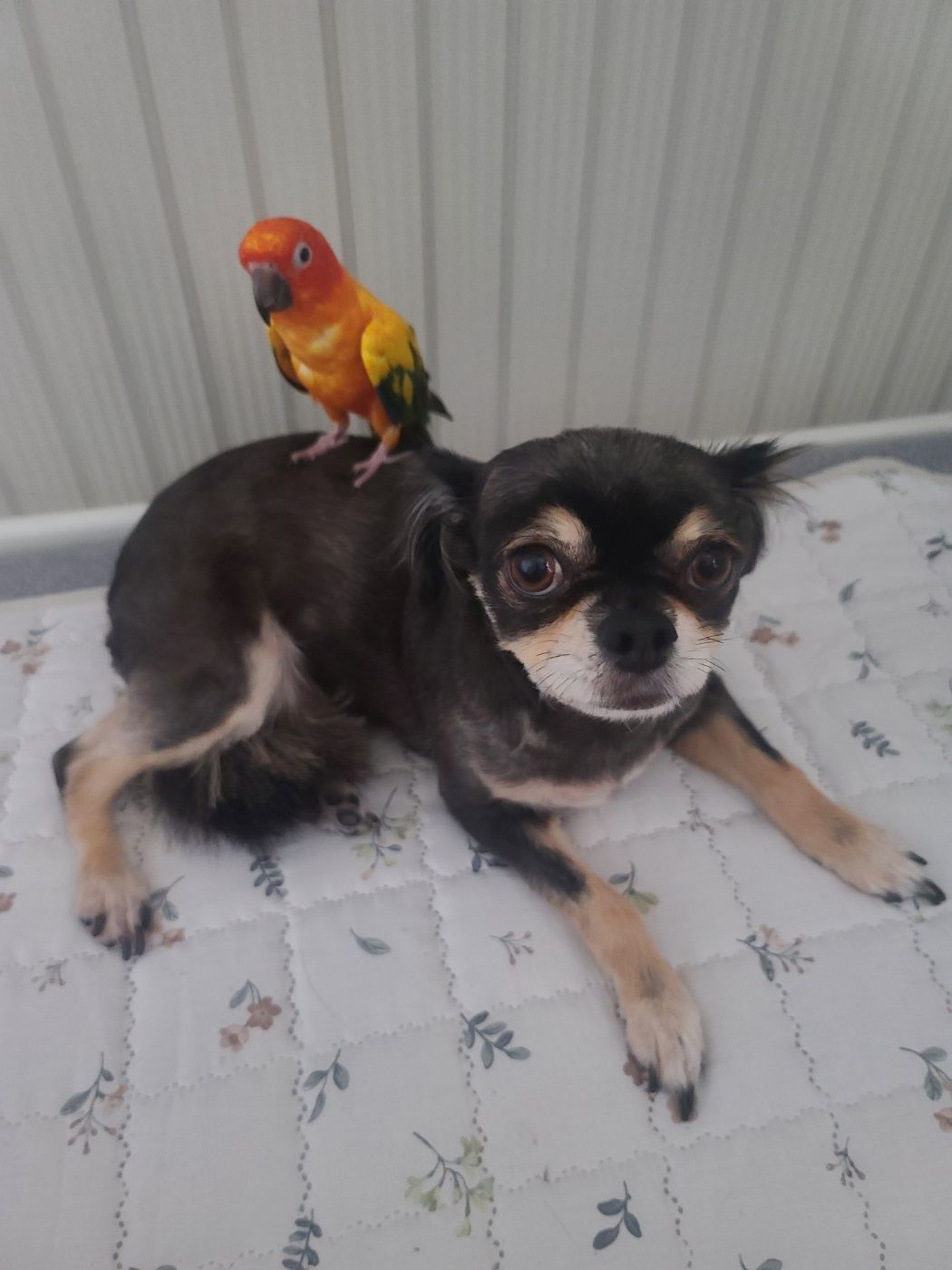 칸쵸(평택구조견) 건강하게 잘 있답니다~~