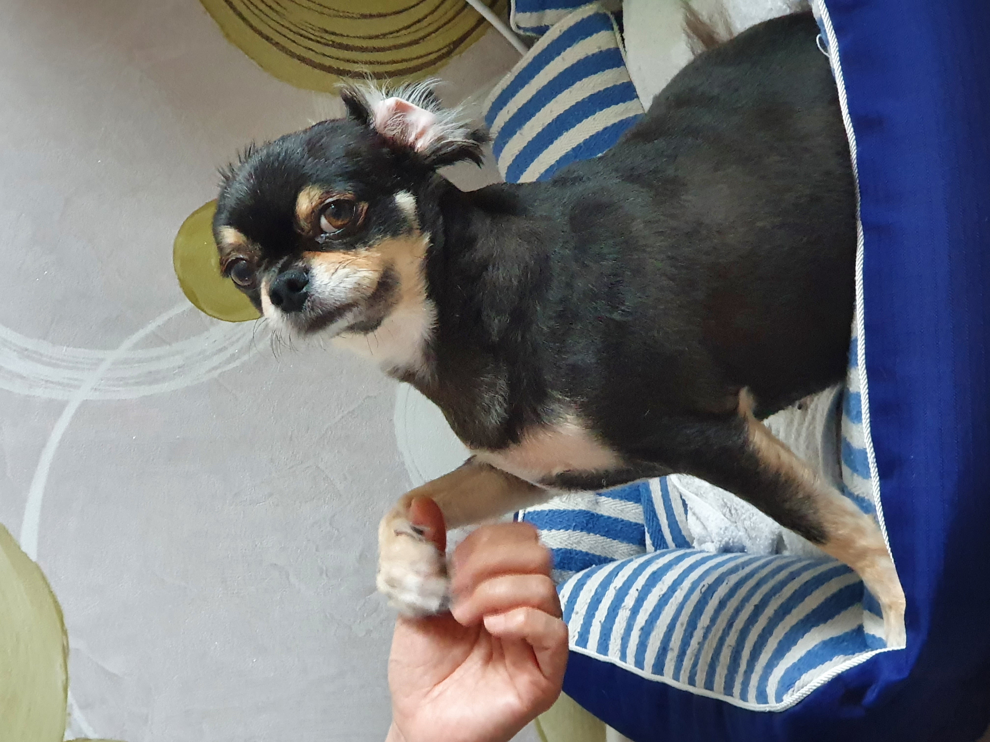 칸쵸(평택구조견) 건강하게 잘 있답니다~~