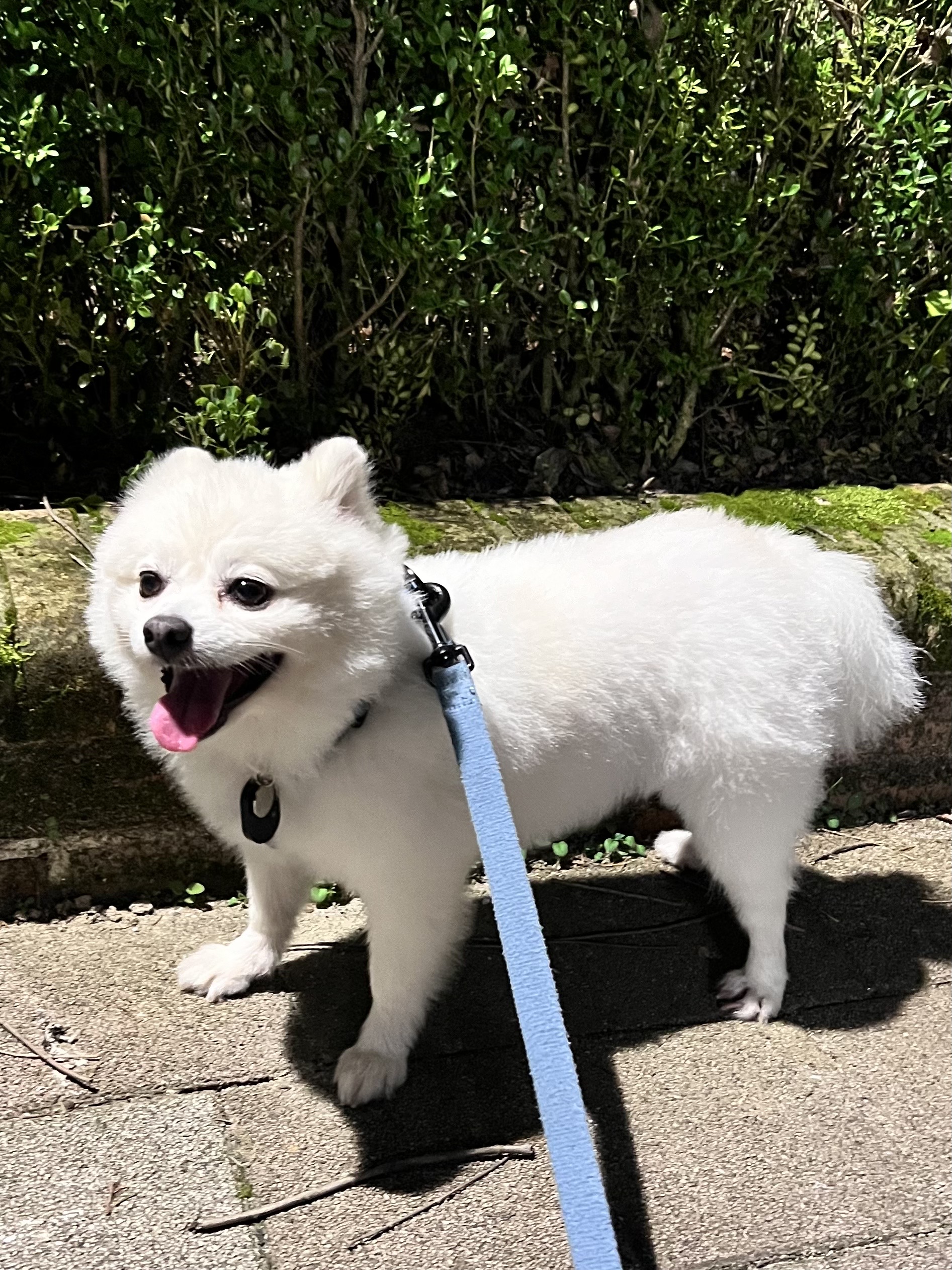 오쥬 임시보호 세달차 근황입니다!