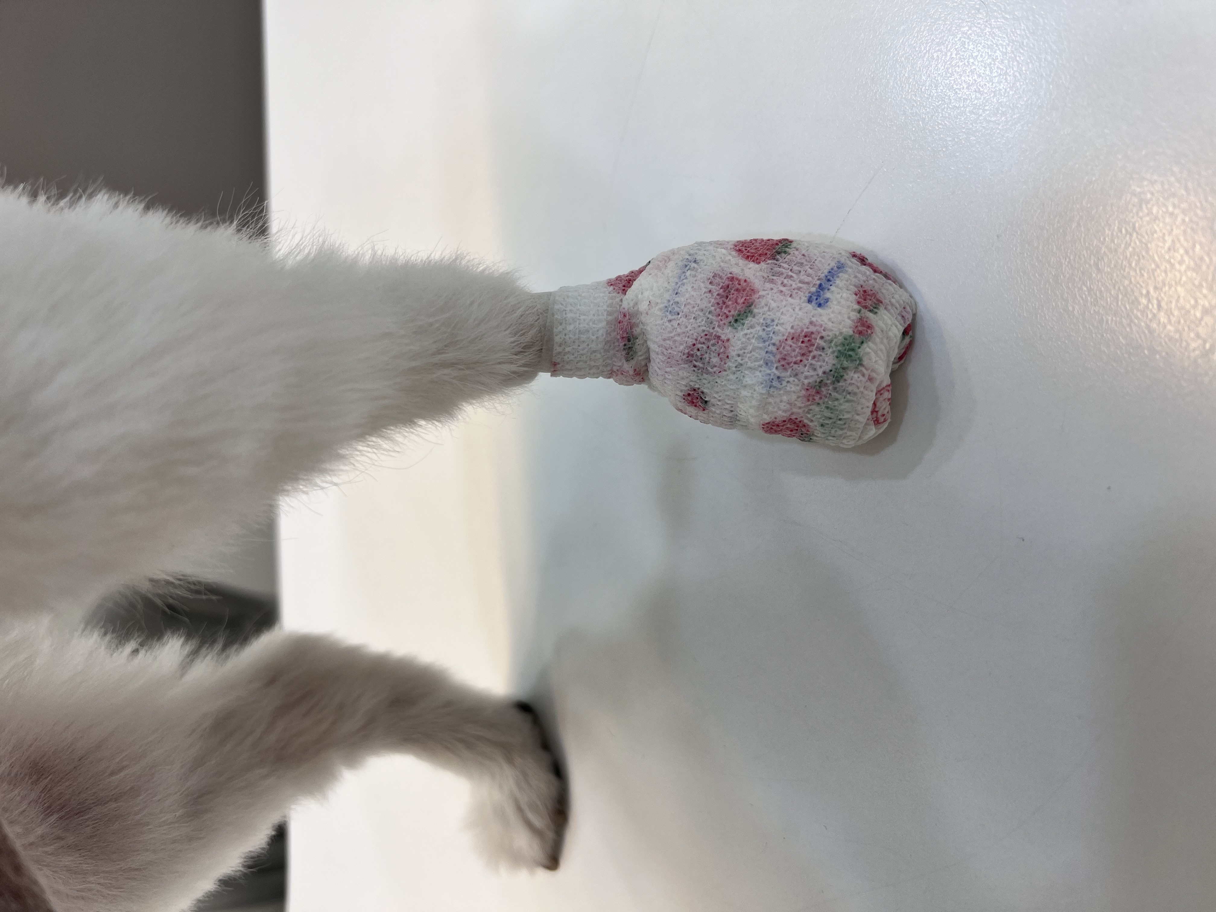 오쥬 임시보호 세달차 근황입니다!