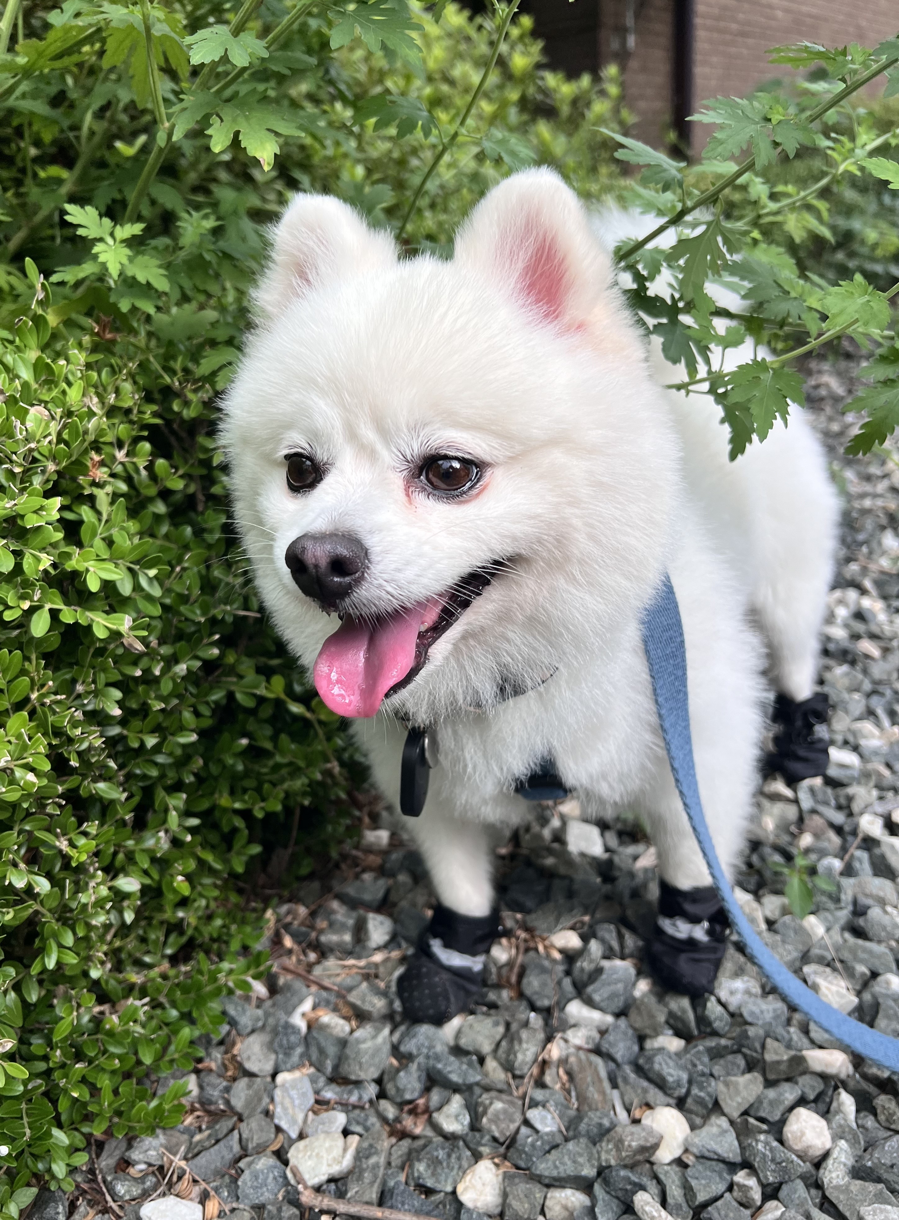 오쥬 임시보호 세달차 근황입니다!