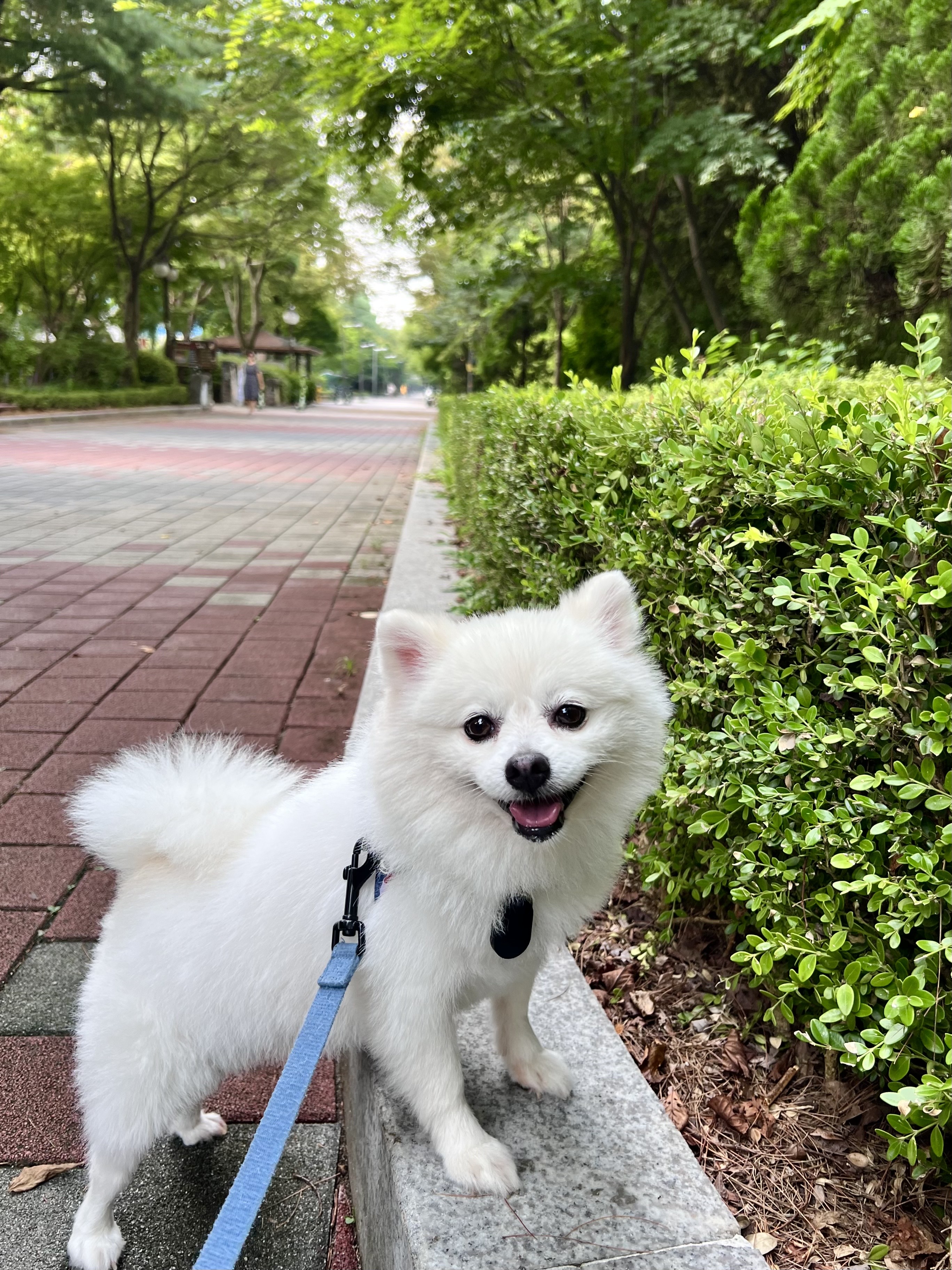 오쥬 임시보호 세달차 근황입니다!