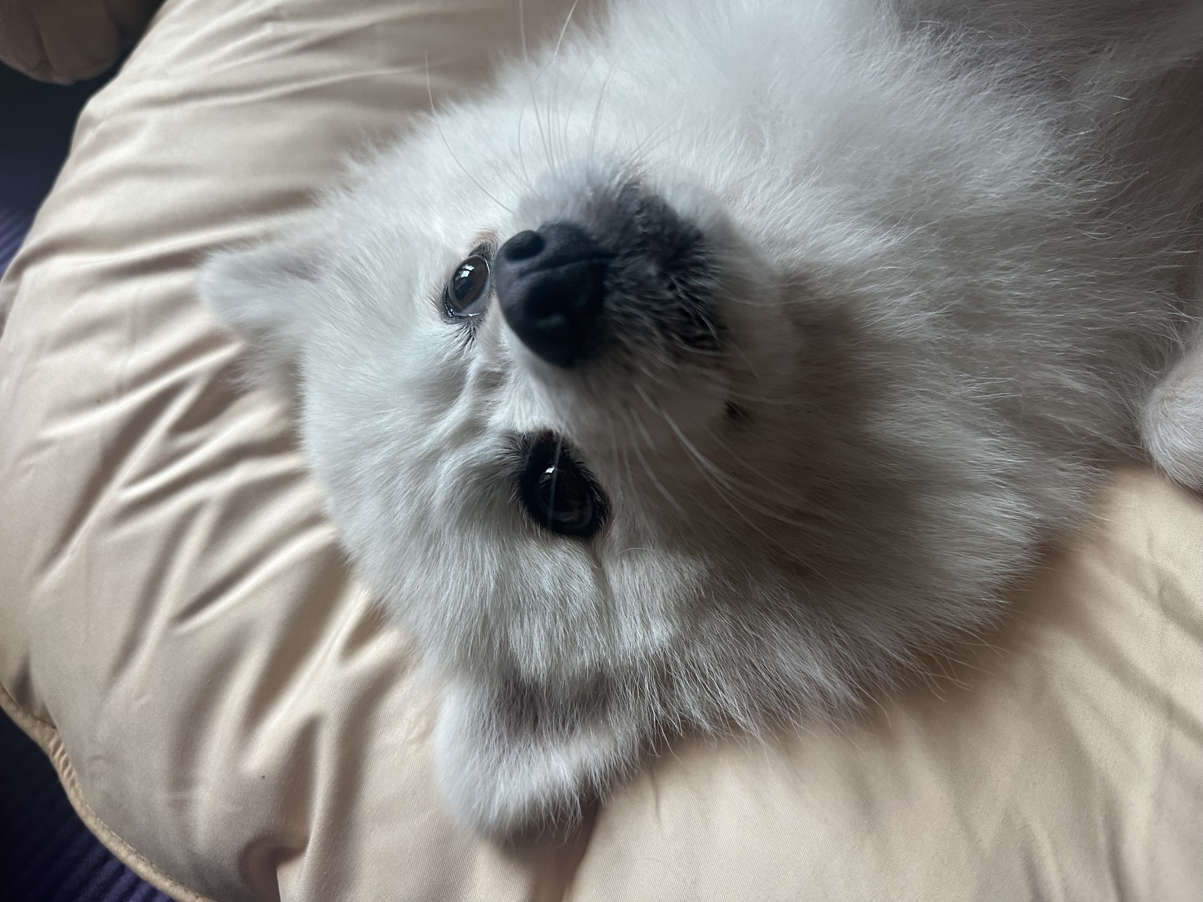 오쥬 임시보호 세달차 근황입니다!