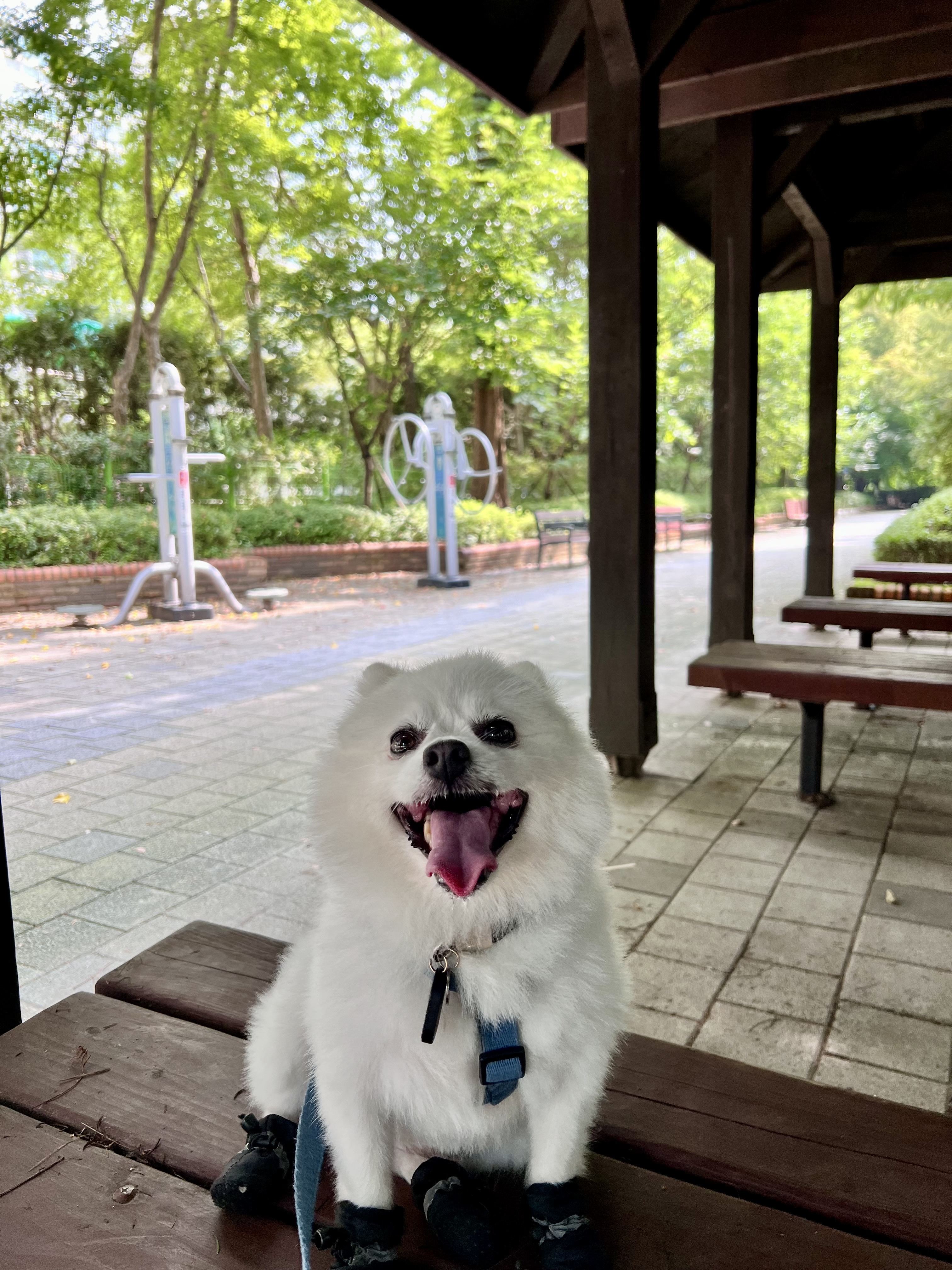 오쥬 임시보호 세달차 근황입니다!