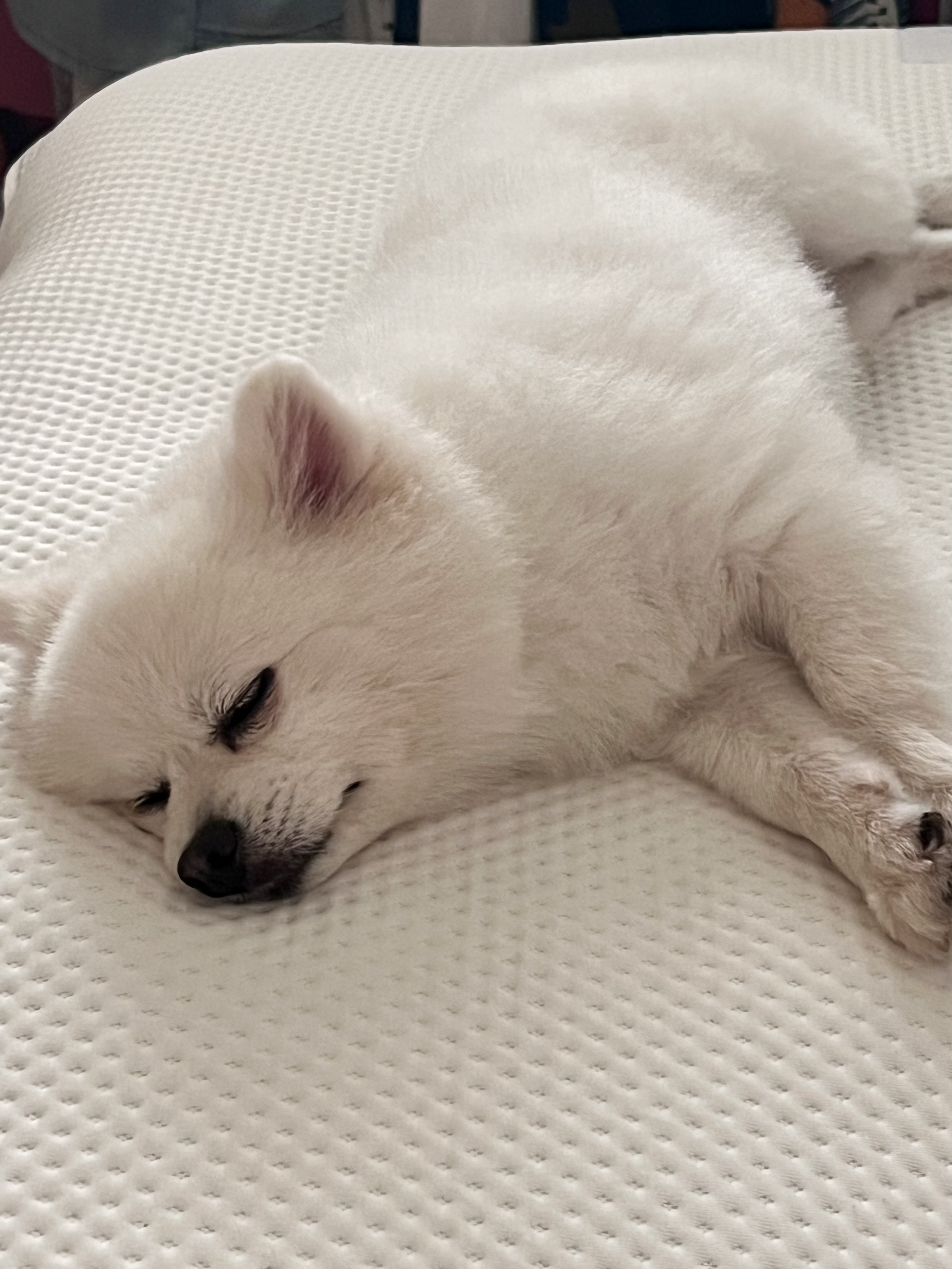 오쥬 임시보호 세달차 근황입니다!