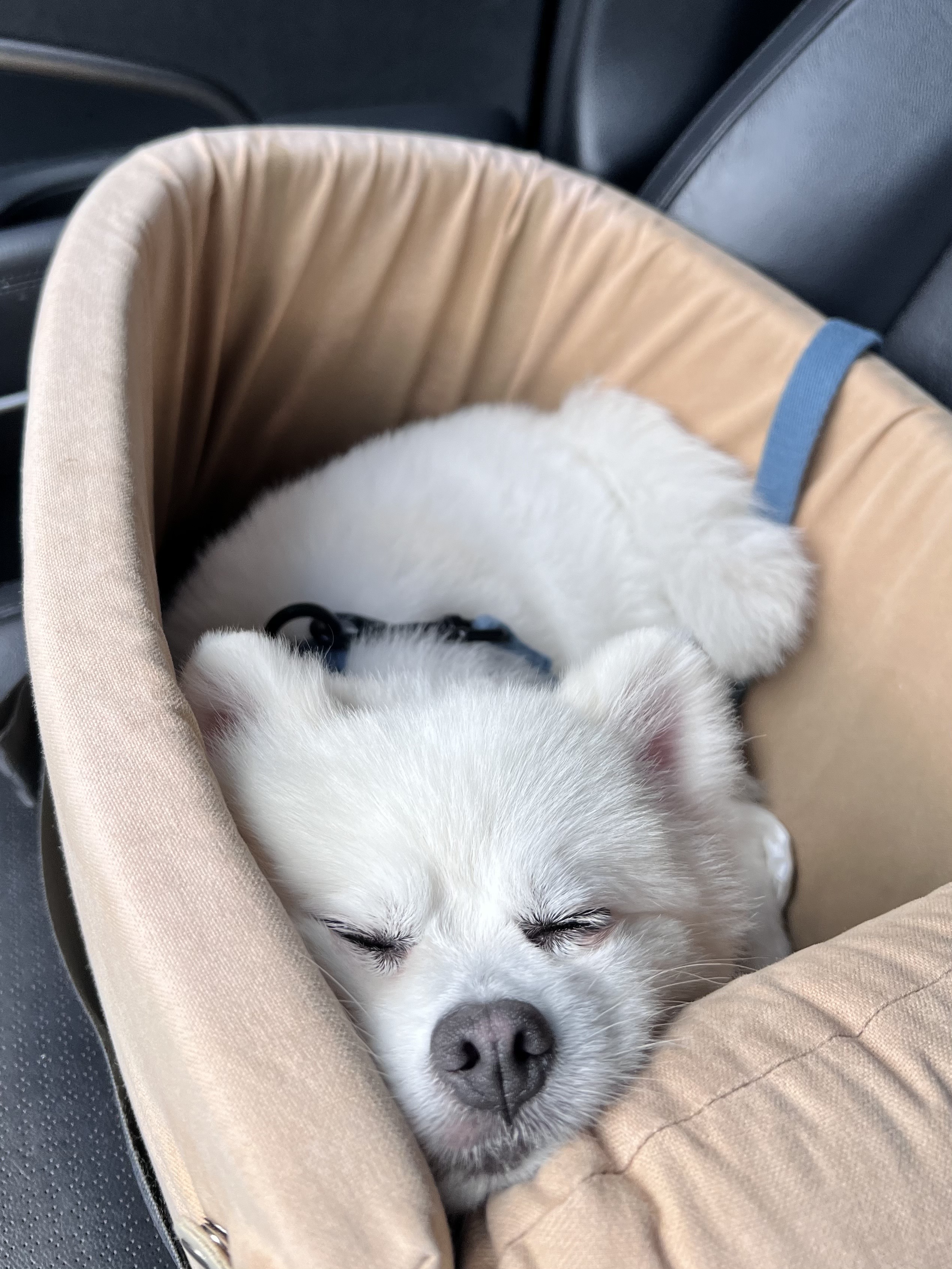 오쥬 임시보호 세달차 근황입니다!