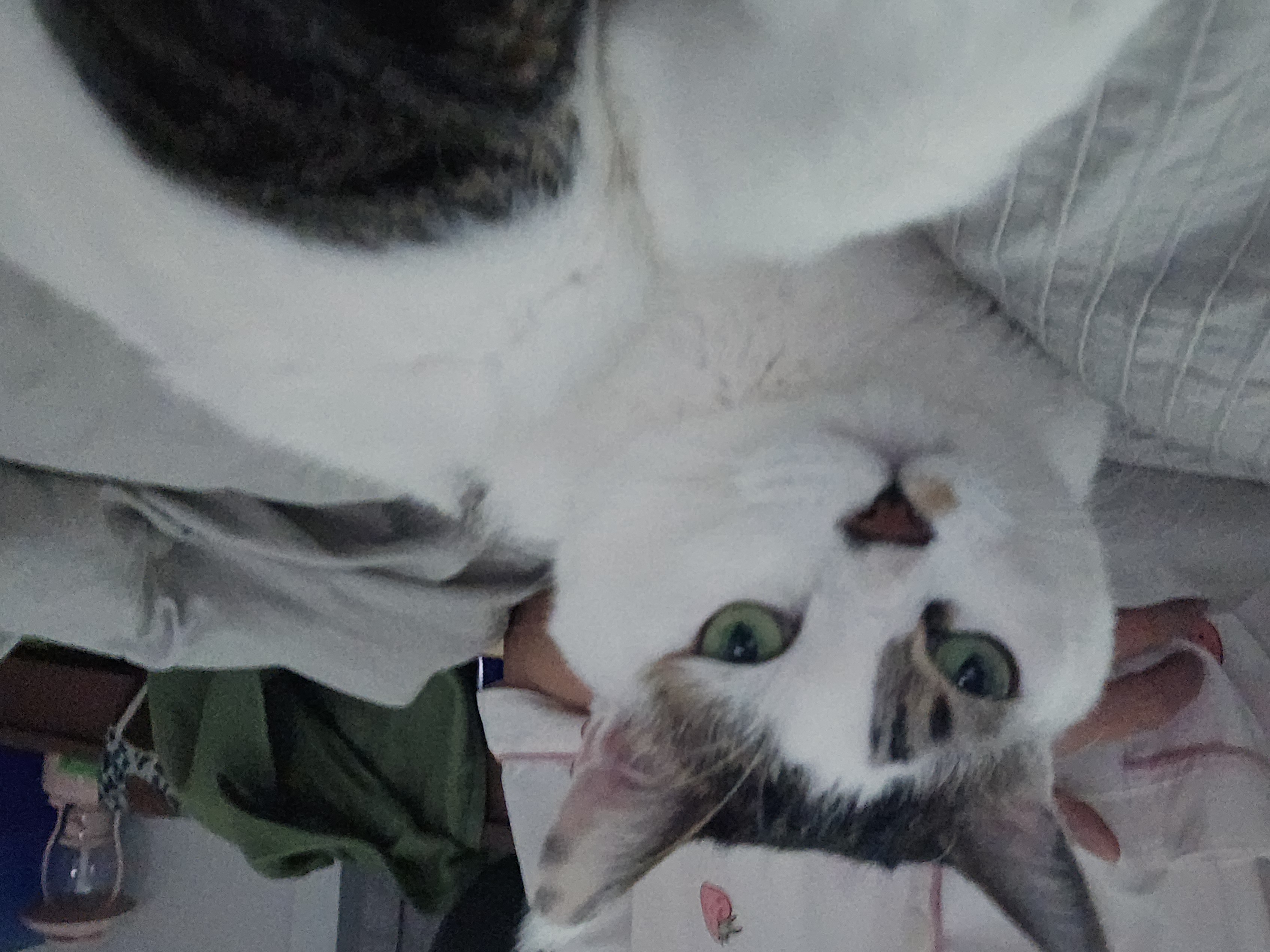 후추(시안이)근황입니다~