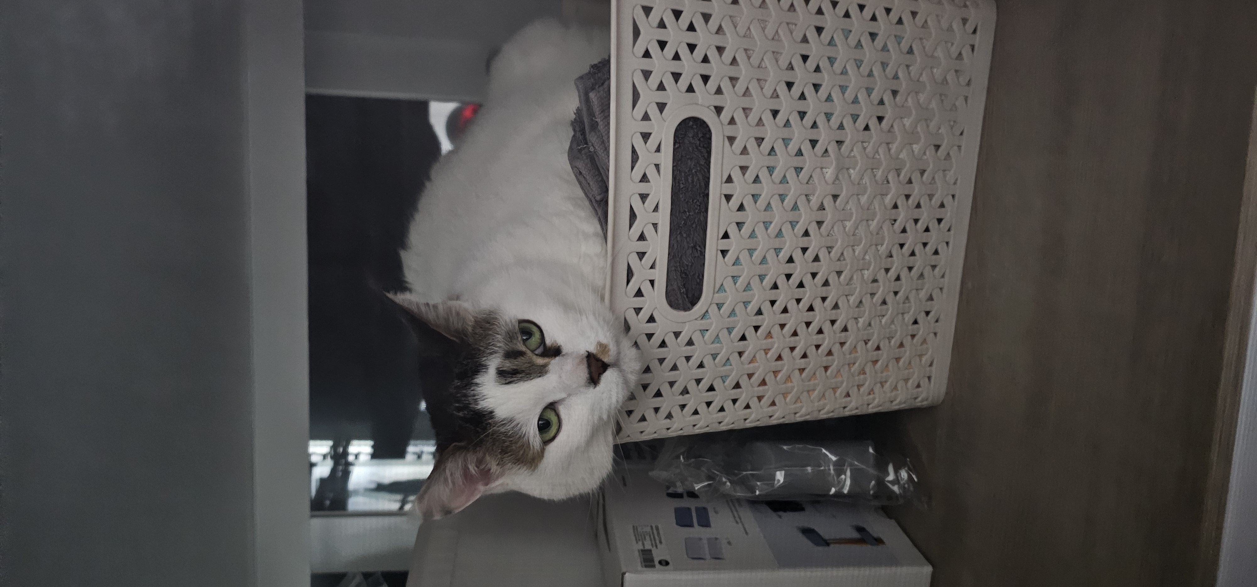 후추(시안이)근황입니다~