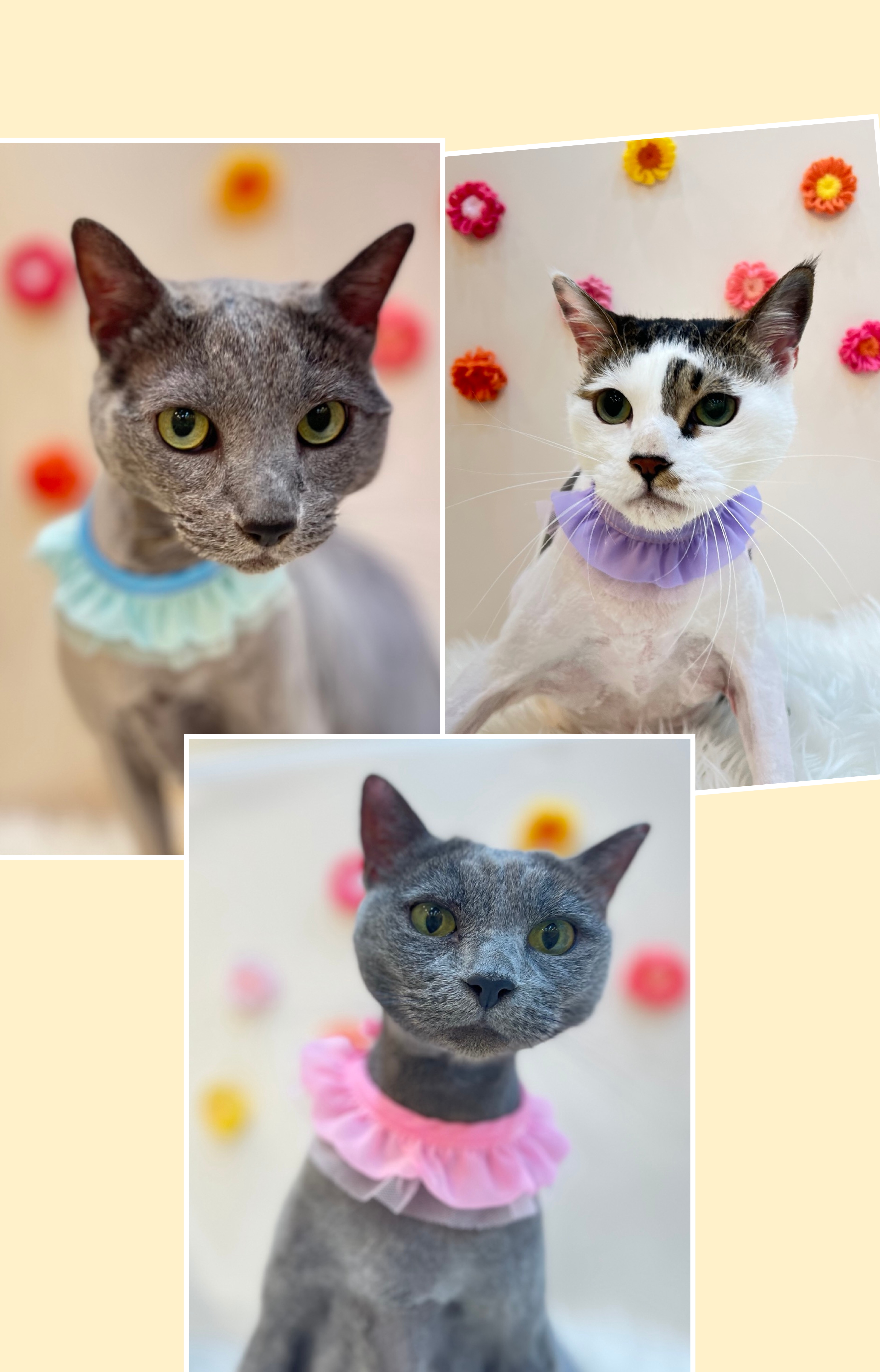 후추(시안이)근황입니다~