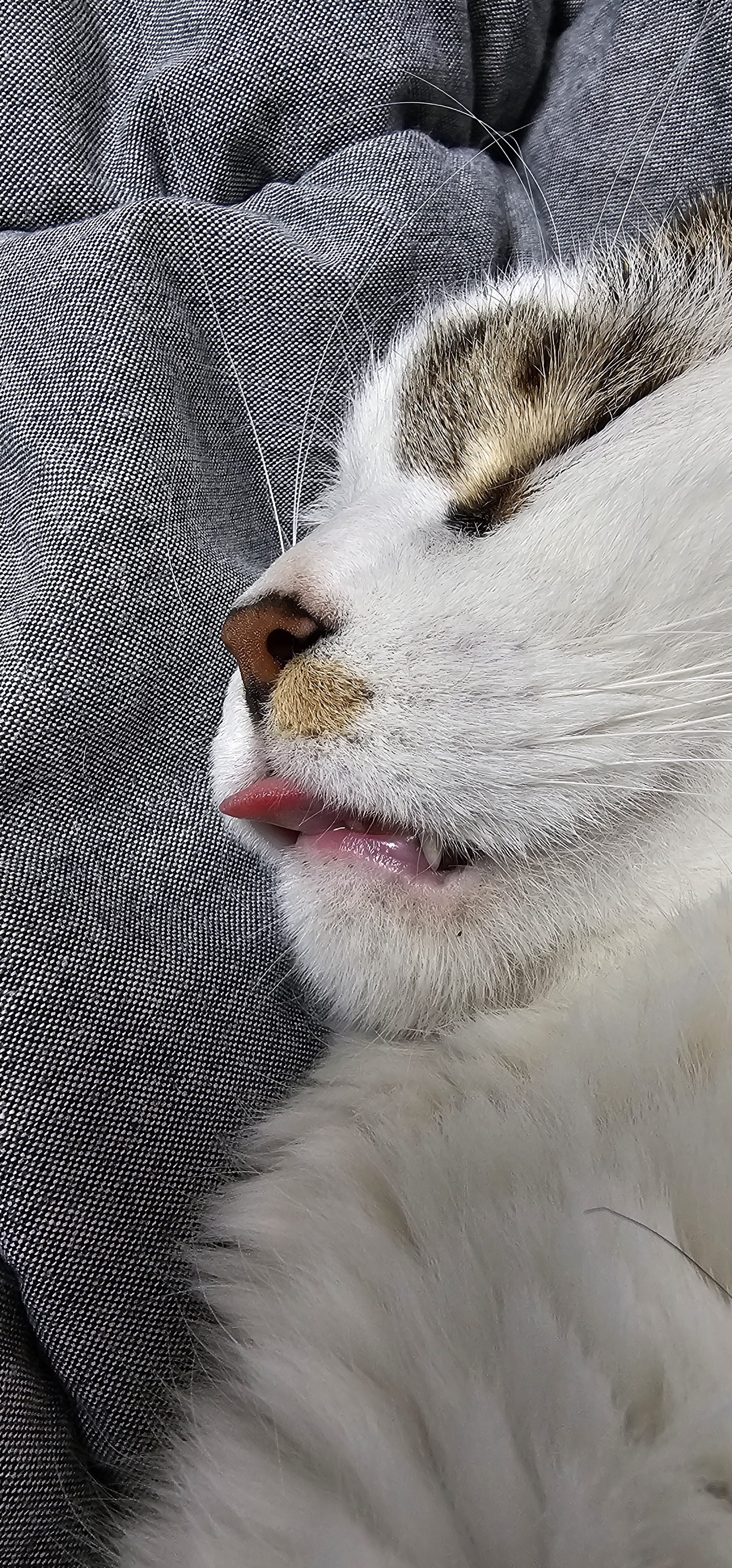 후추(시안이)근황입니다~