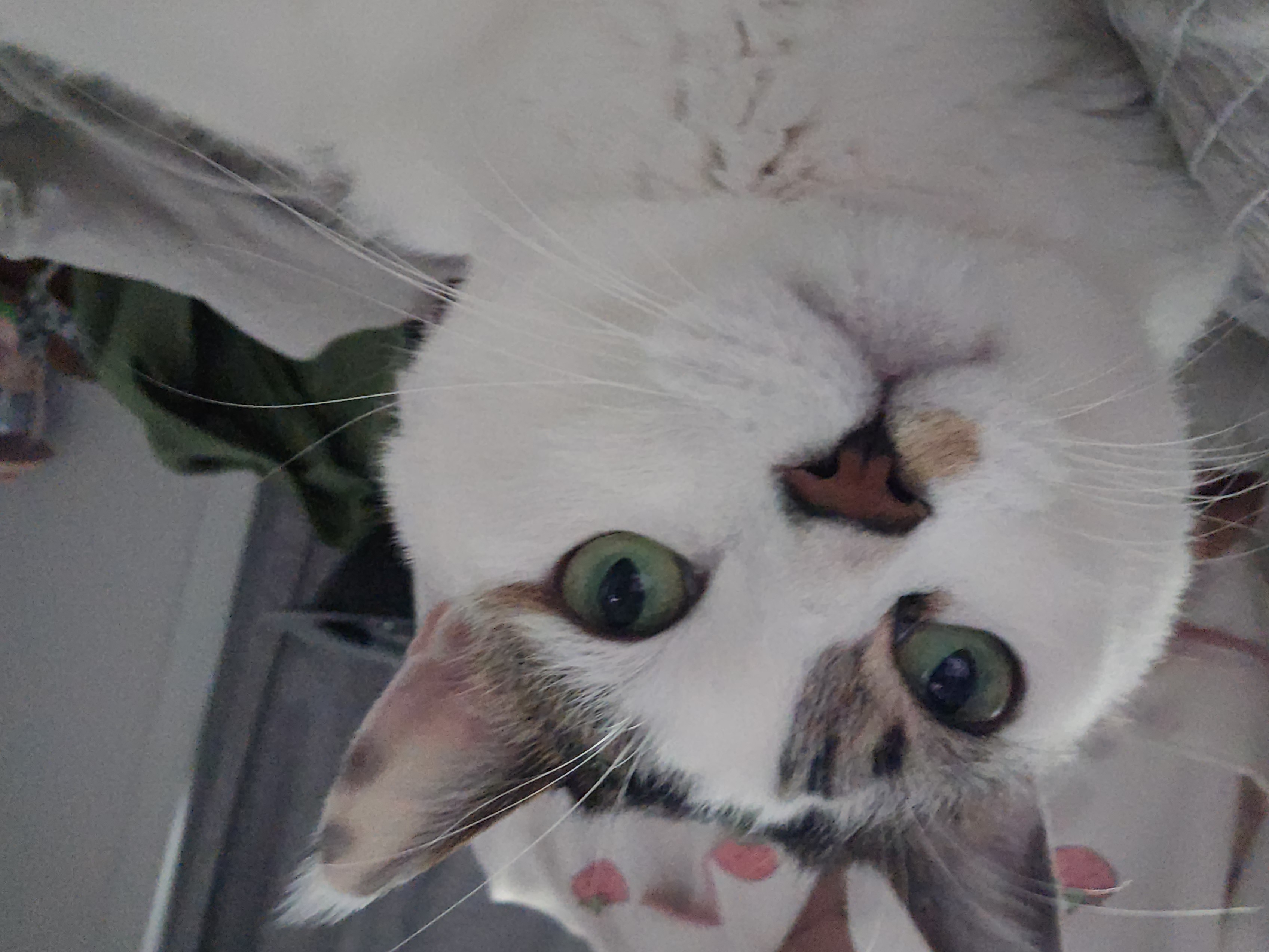 후추(시안이)근황입니다~