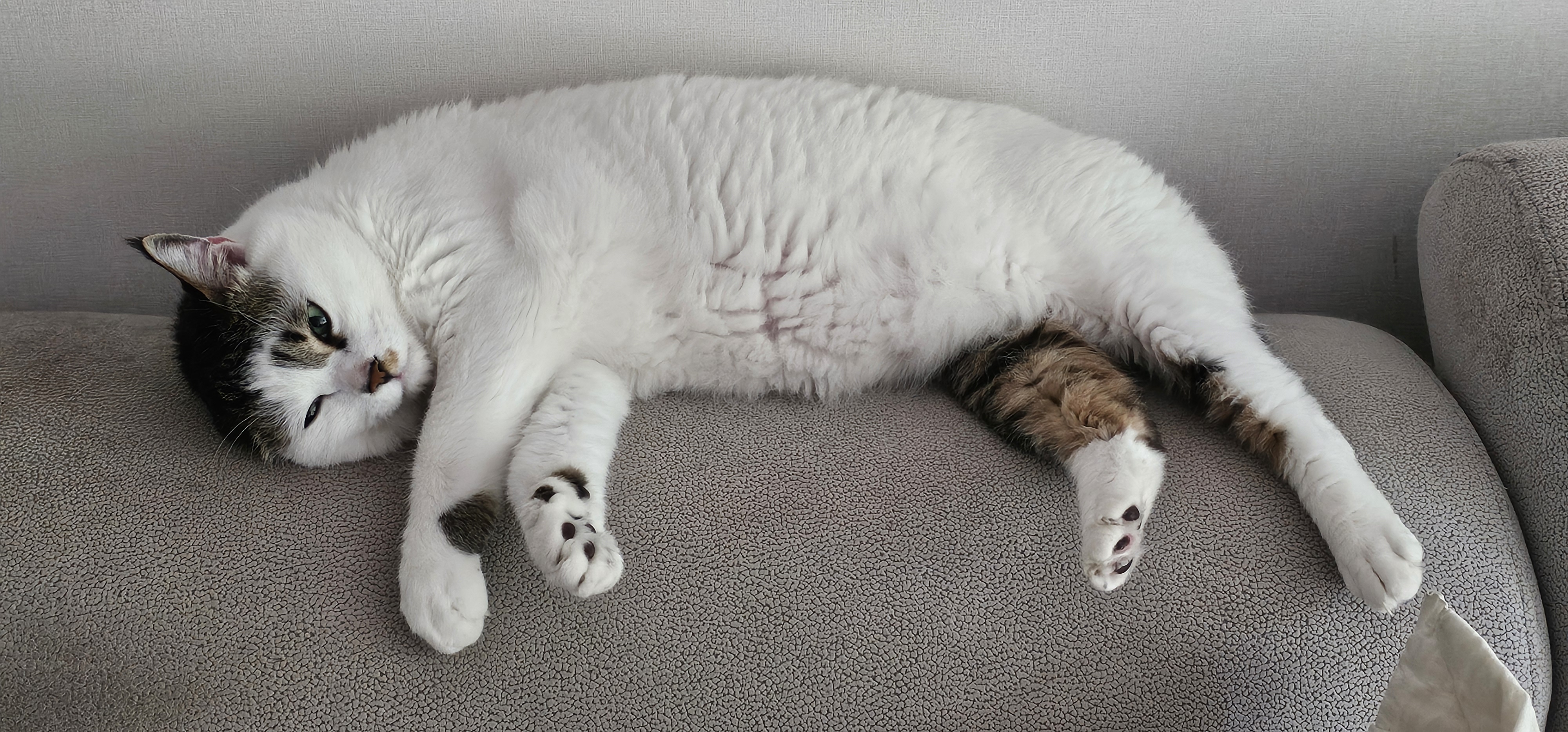 후추(시안이)근황입니다~