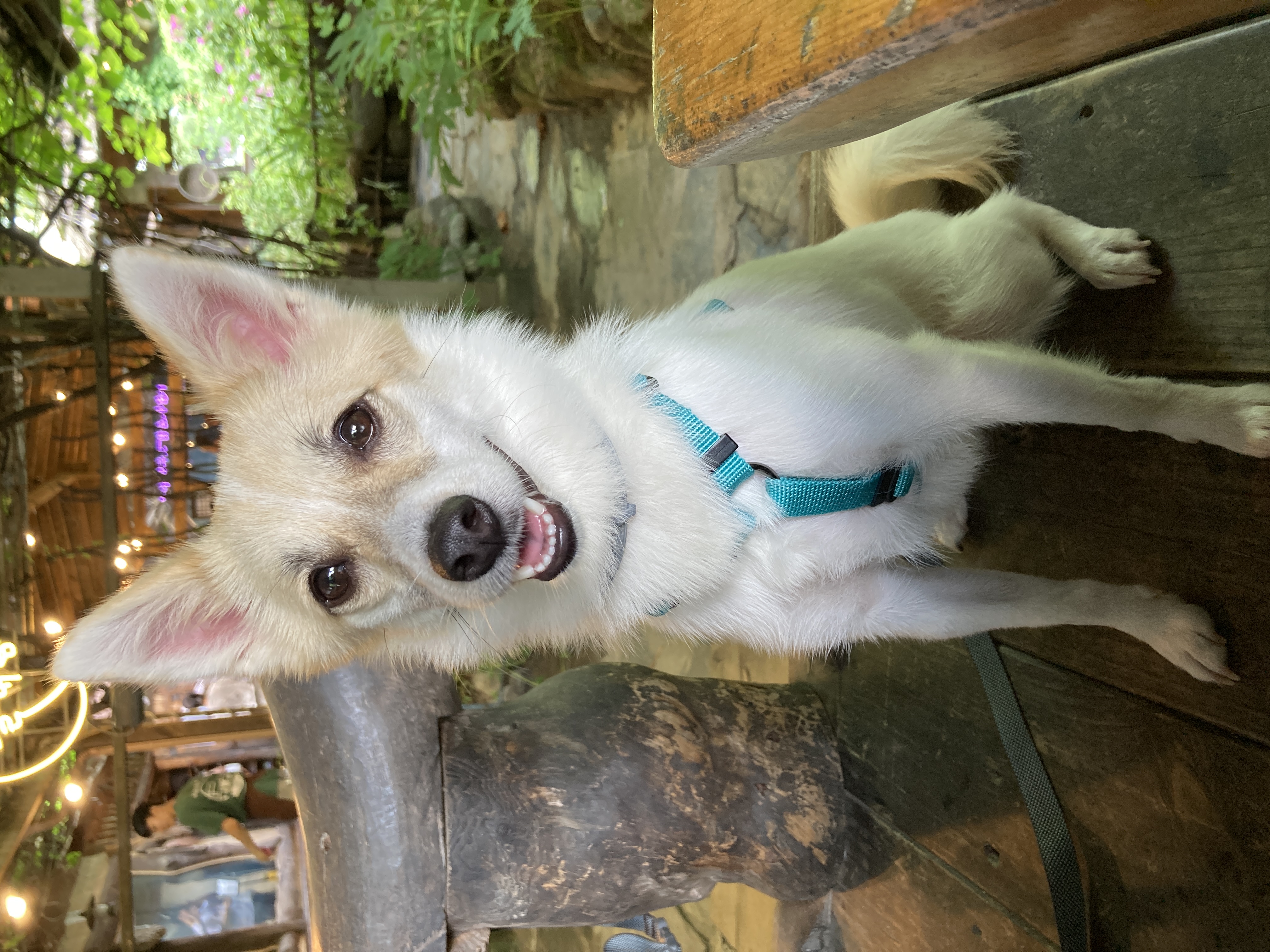 로이(달빛이) 입양 300일~