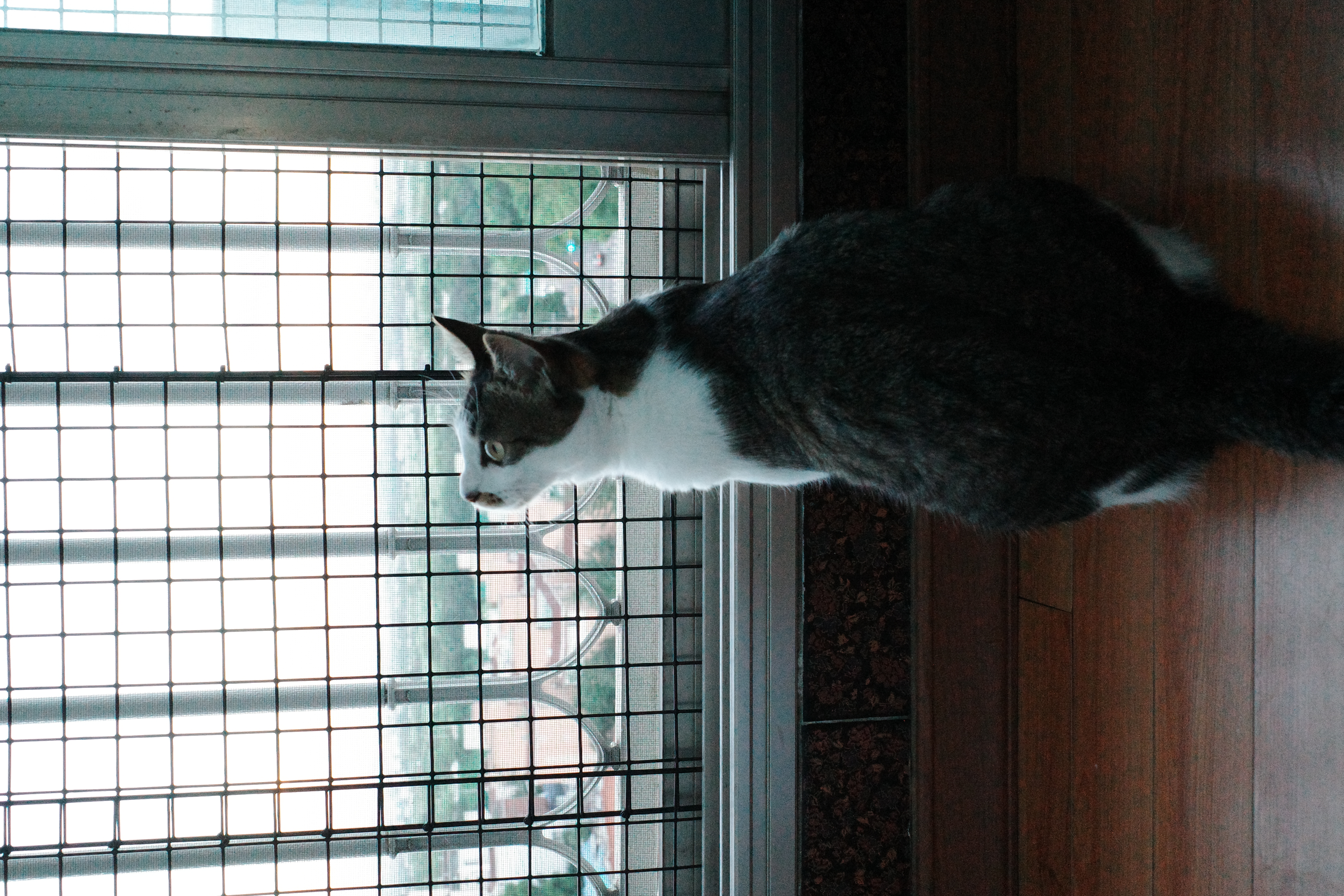 꼬무와 가족이 된지 어느새 1년