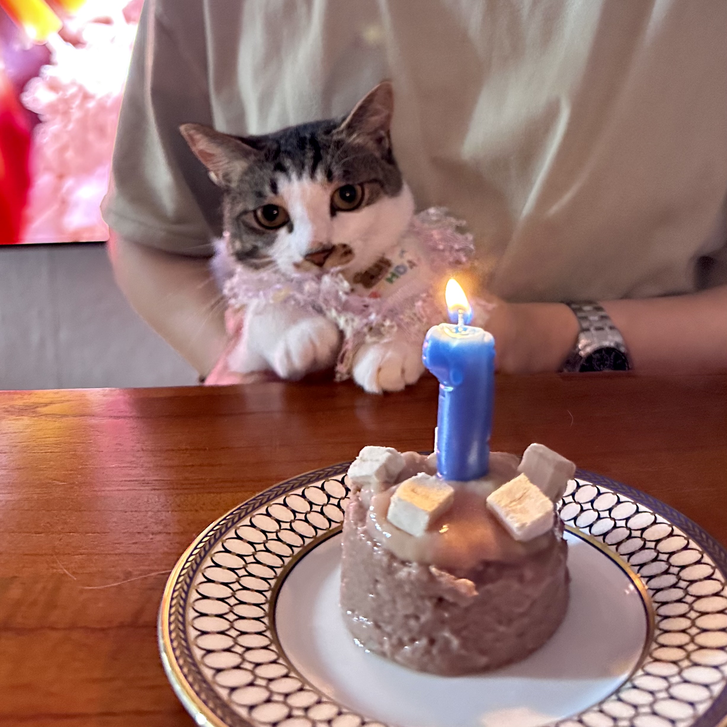 꼬무와 가족이 된지 어느새 1년