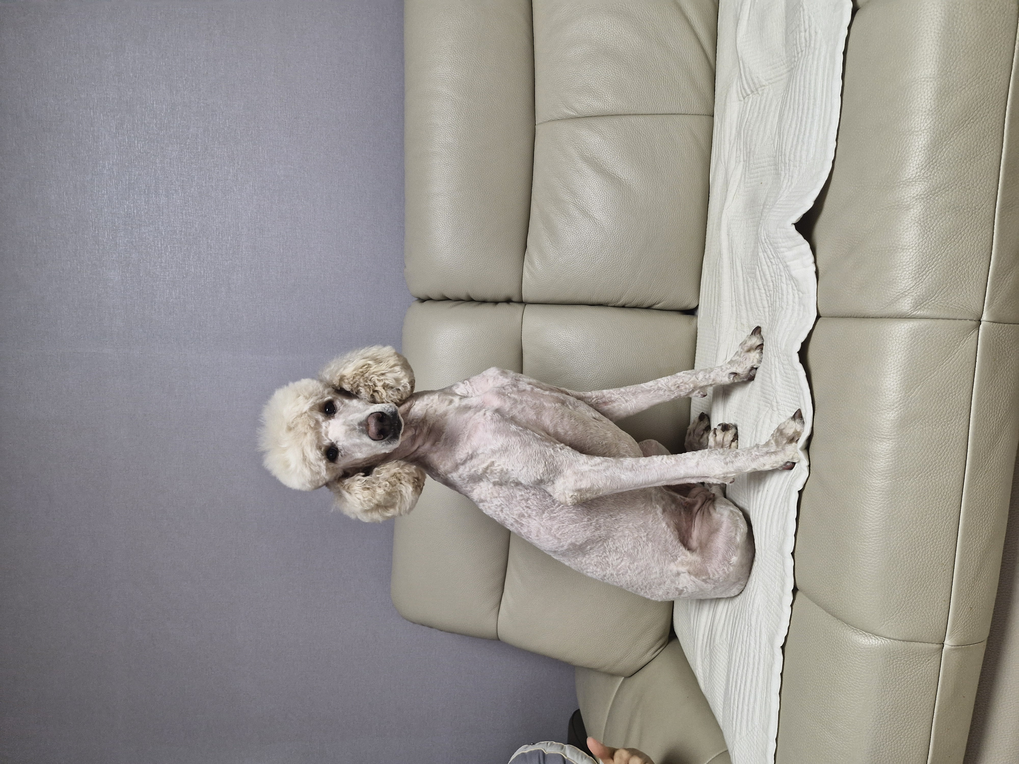 더위 벗어난 푸디