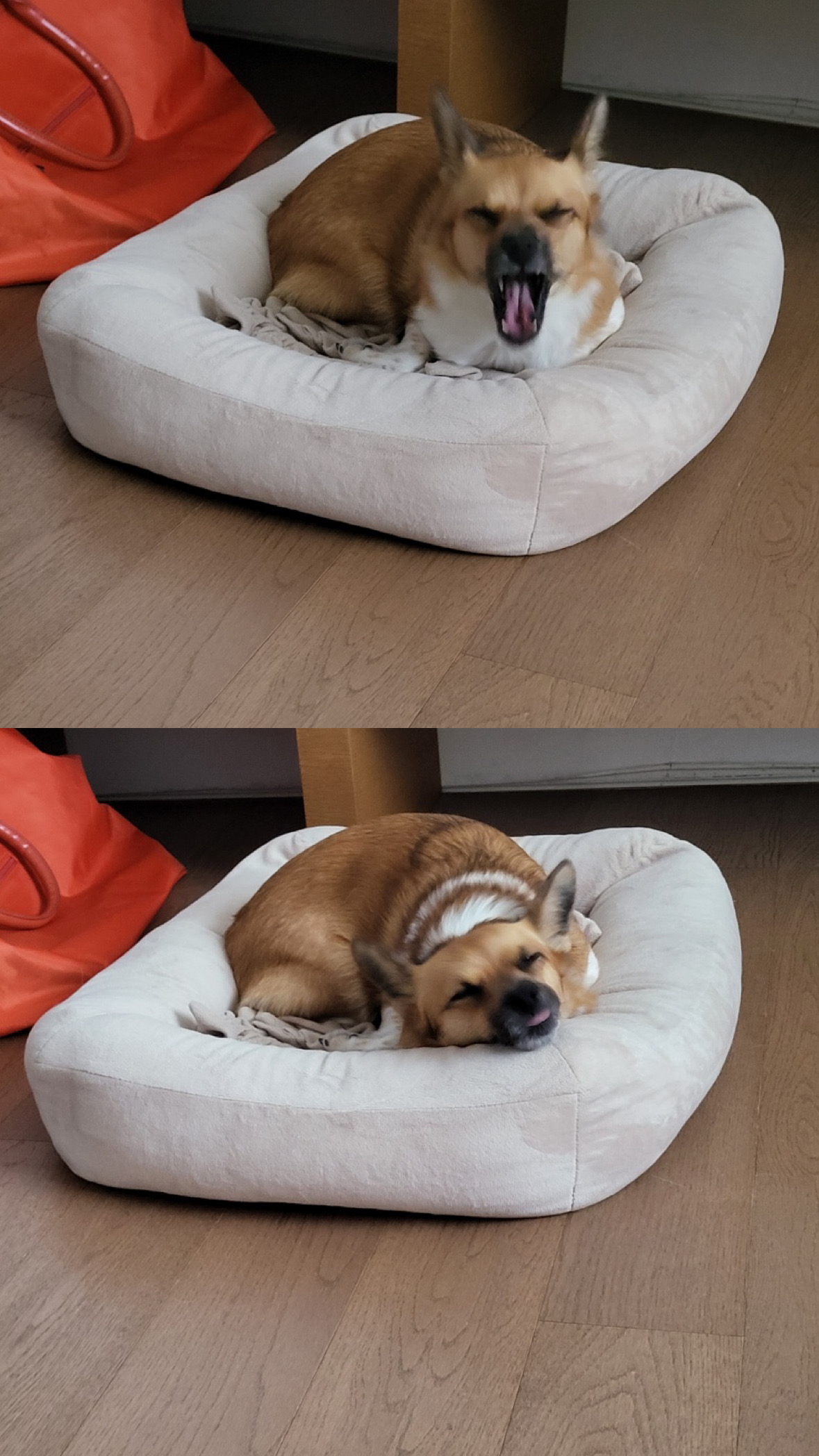 보나(은일이) 입양 4주년!!!!!!!