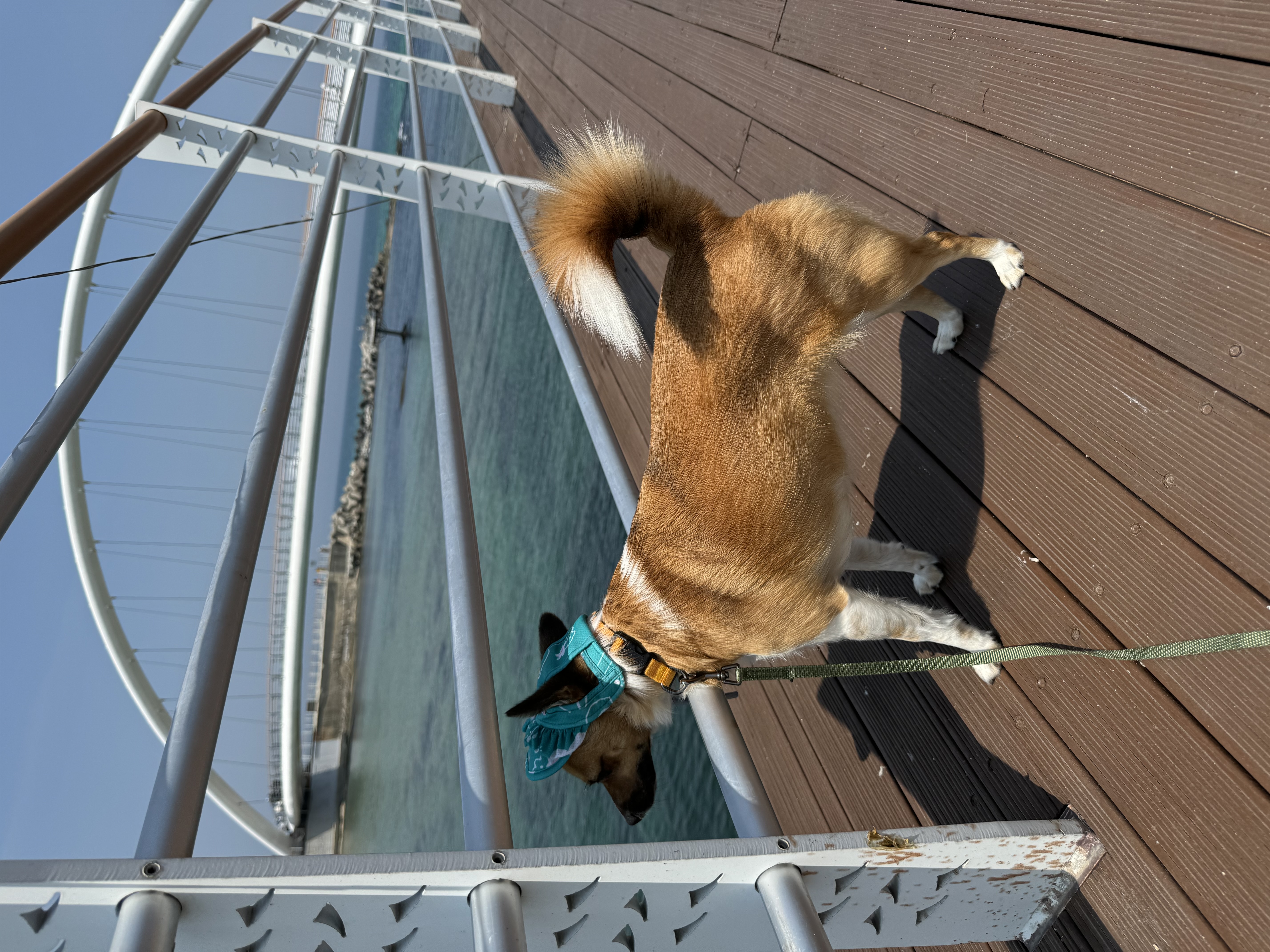 보나(은일이) 입양 4주년!!!!!!!