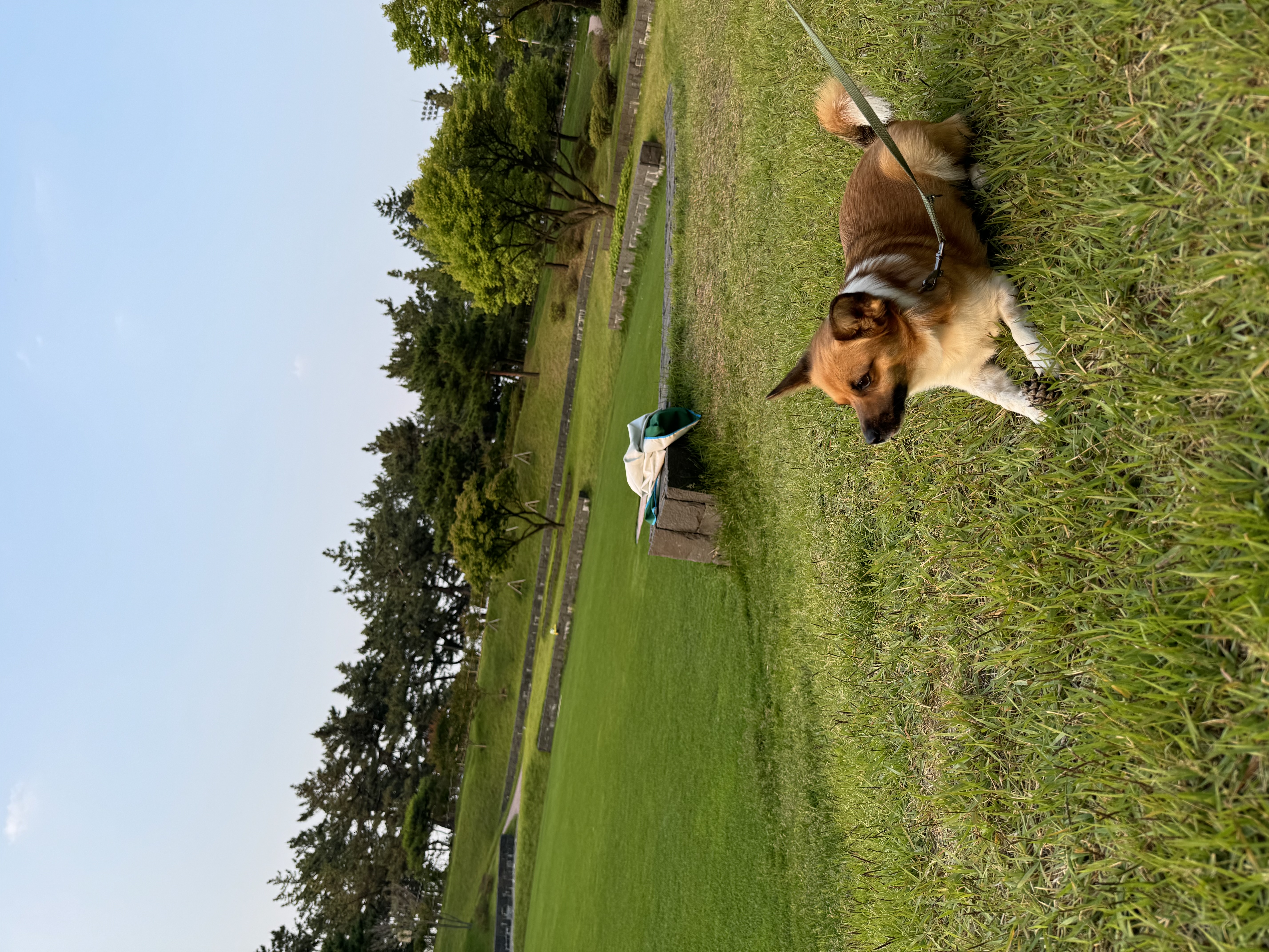 보나(은일이) 입양 4주년!!!!!!!