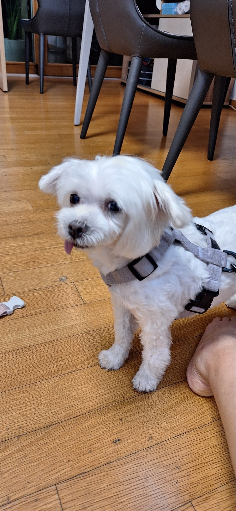 바로 임보 4개월째