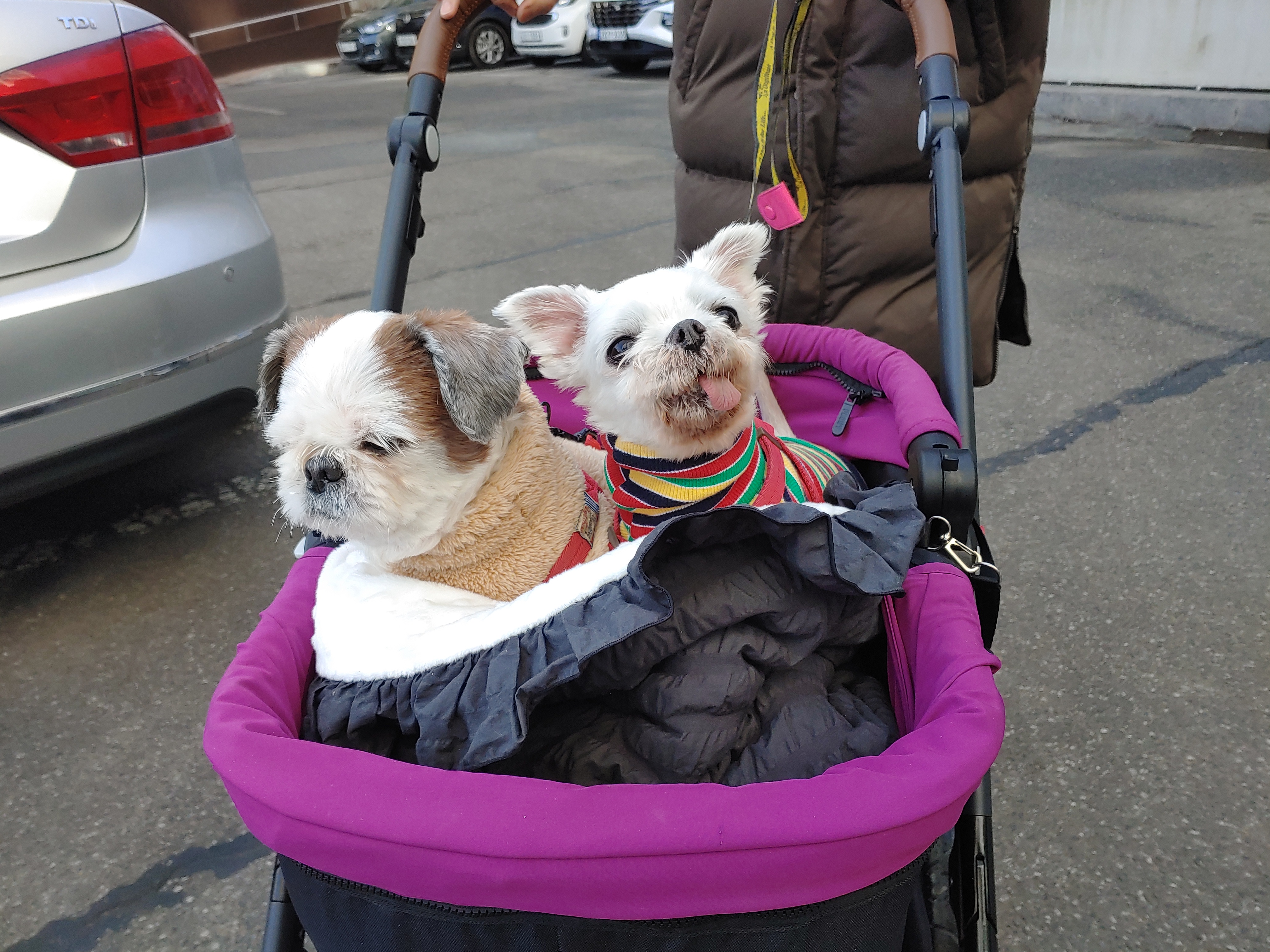 바토는 올해도 잘 지내고 있어요