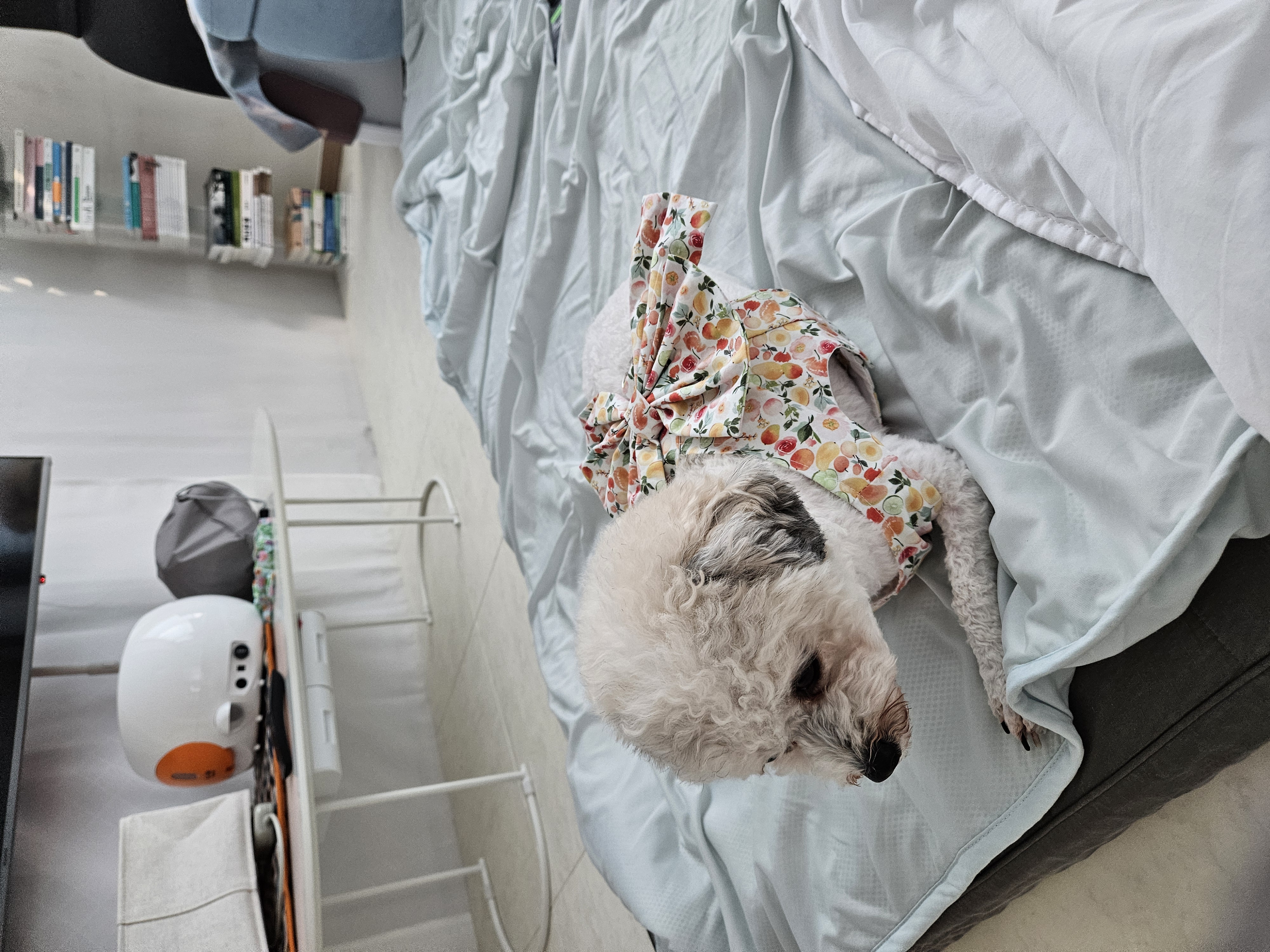 알록이(미소) 입양 1주년